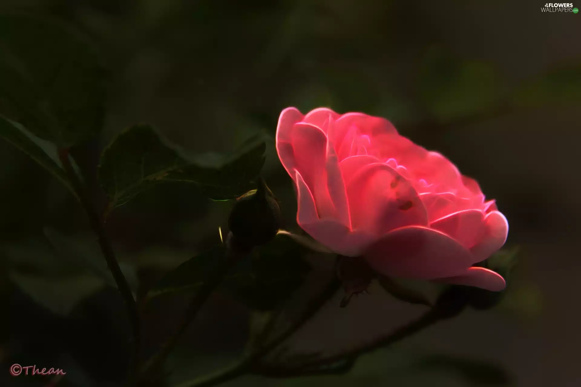 Fractalius, Pink, rose