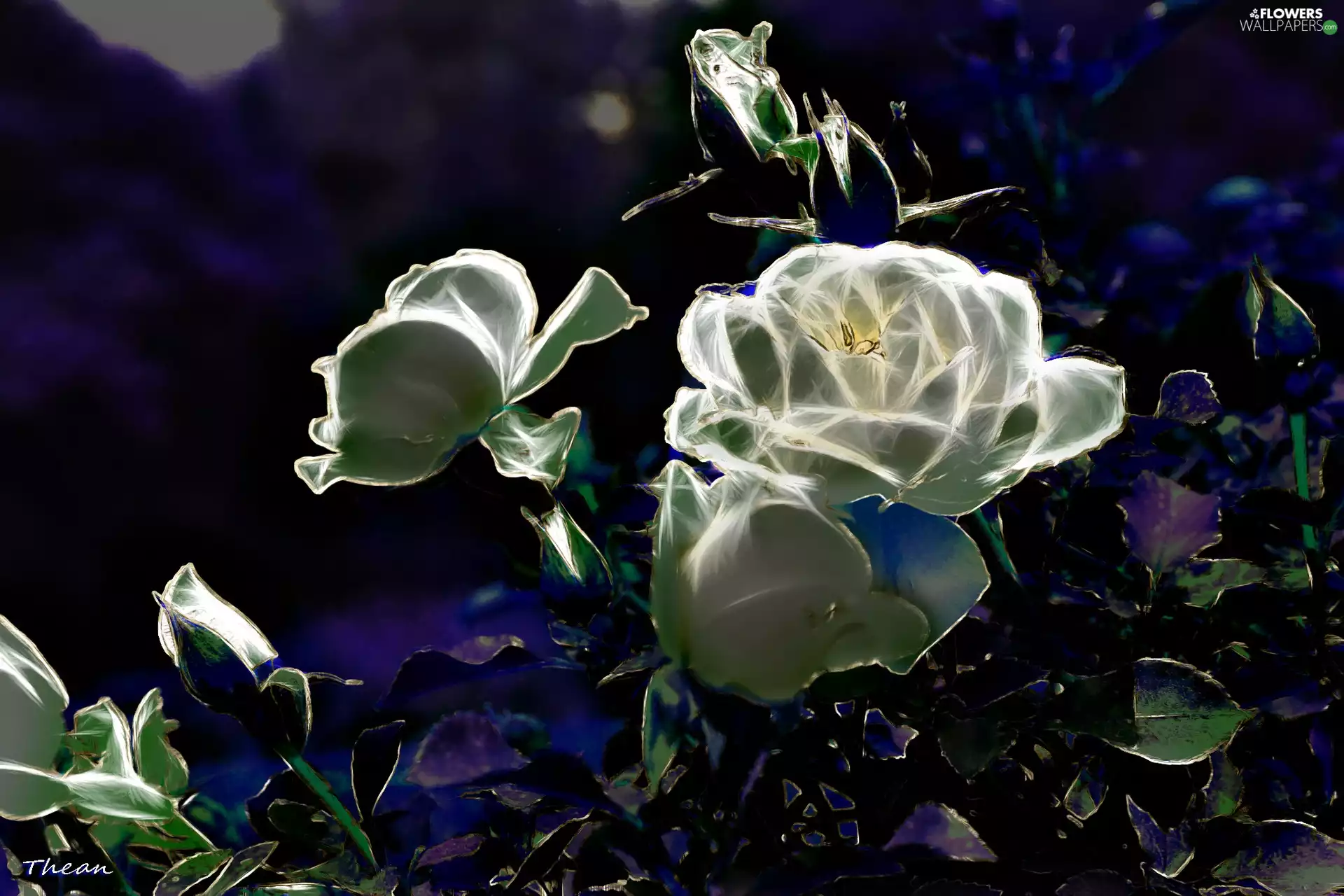Fractalius, White, roses
