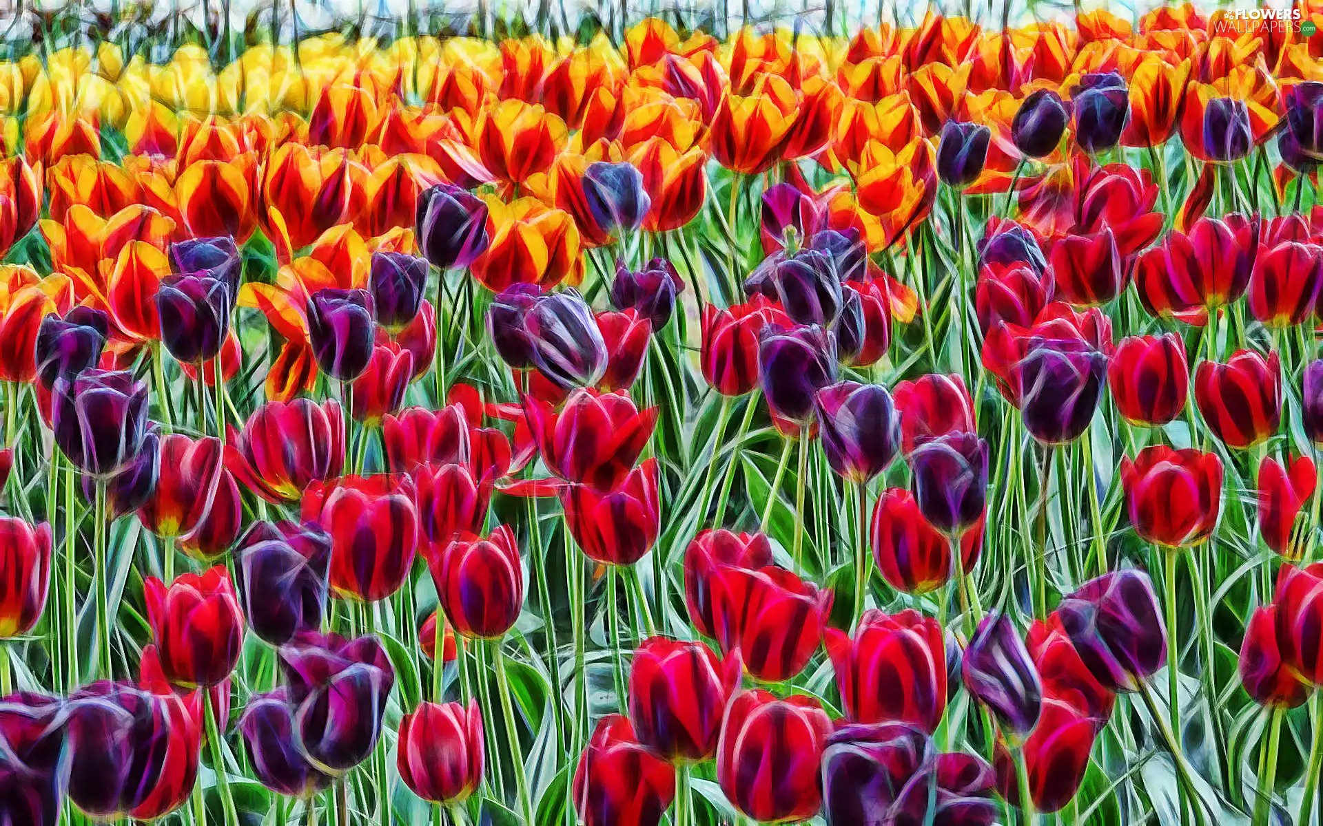 Fractalius, color, Tulips