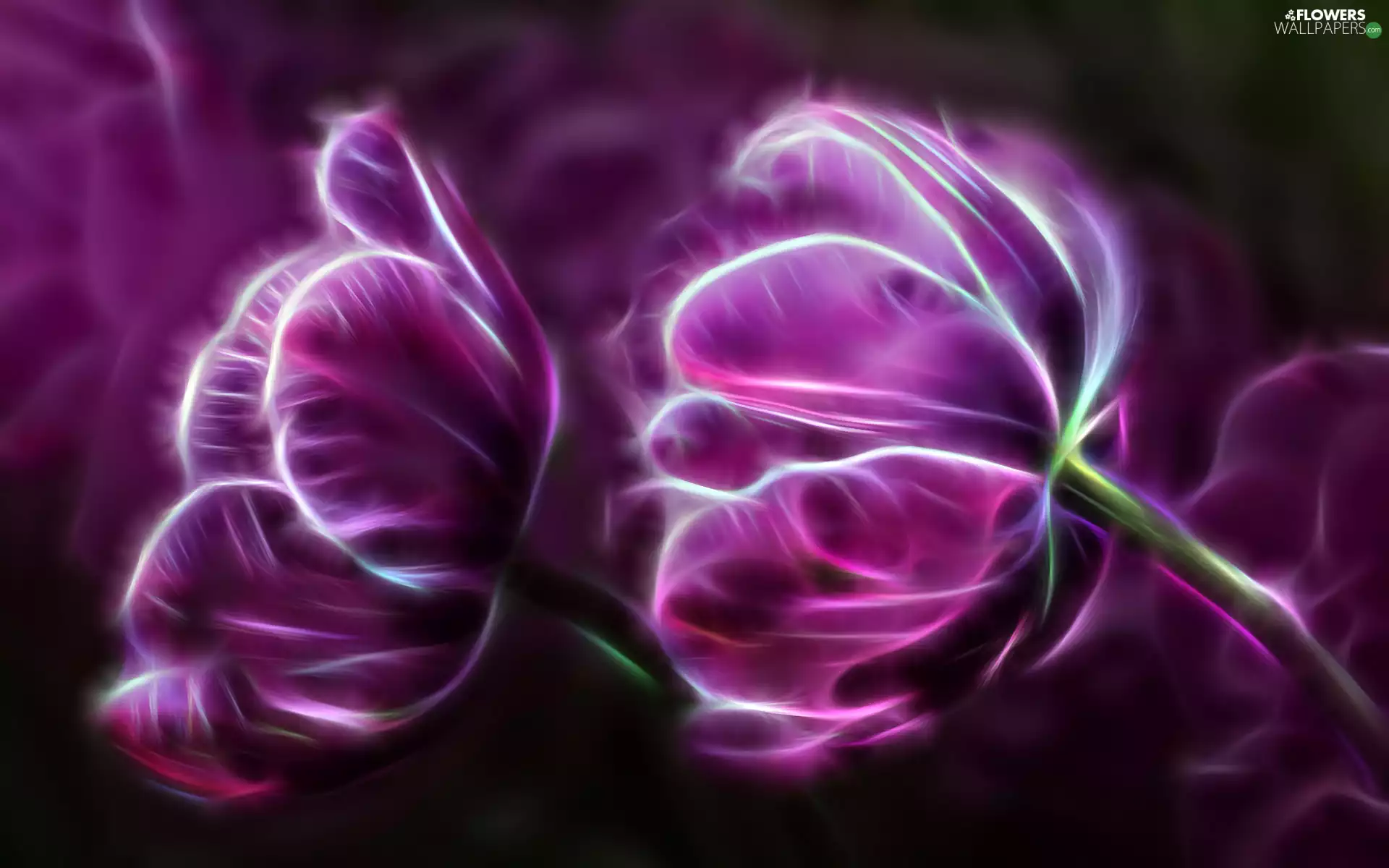 Fractalius, purple, Tulips