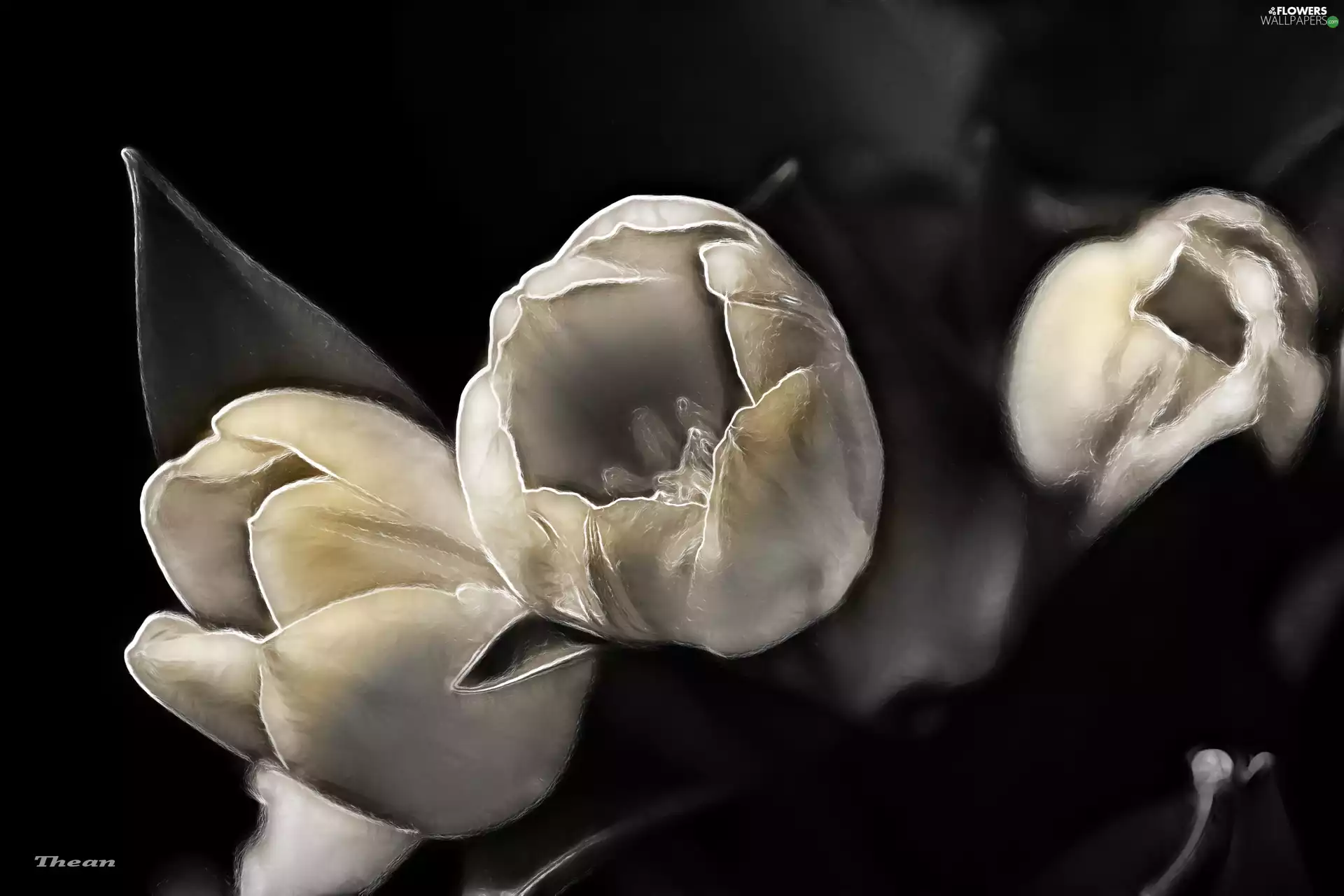 Tulips, Fractalius