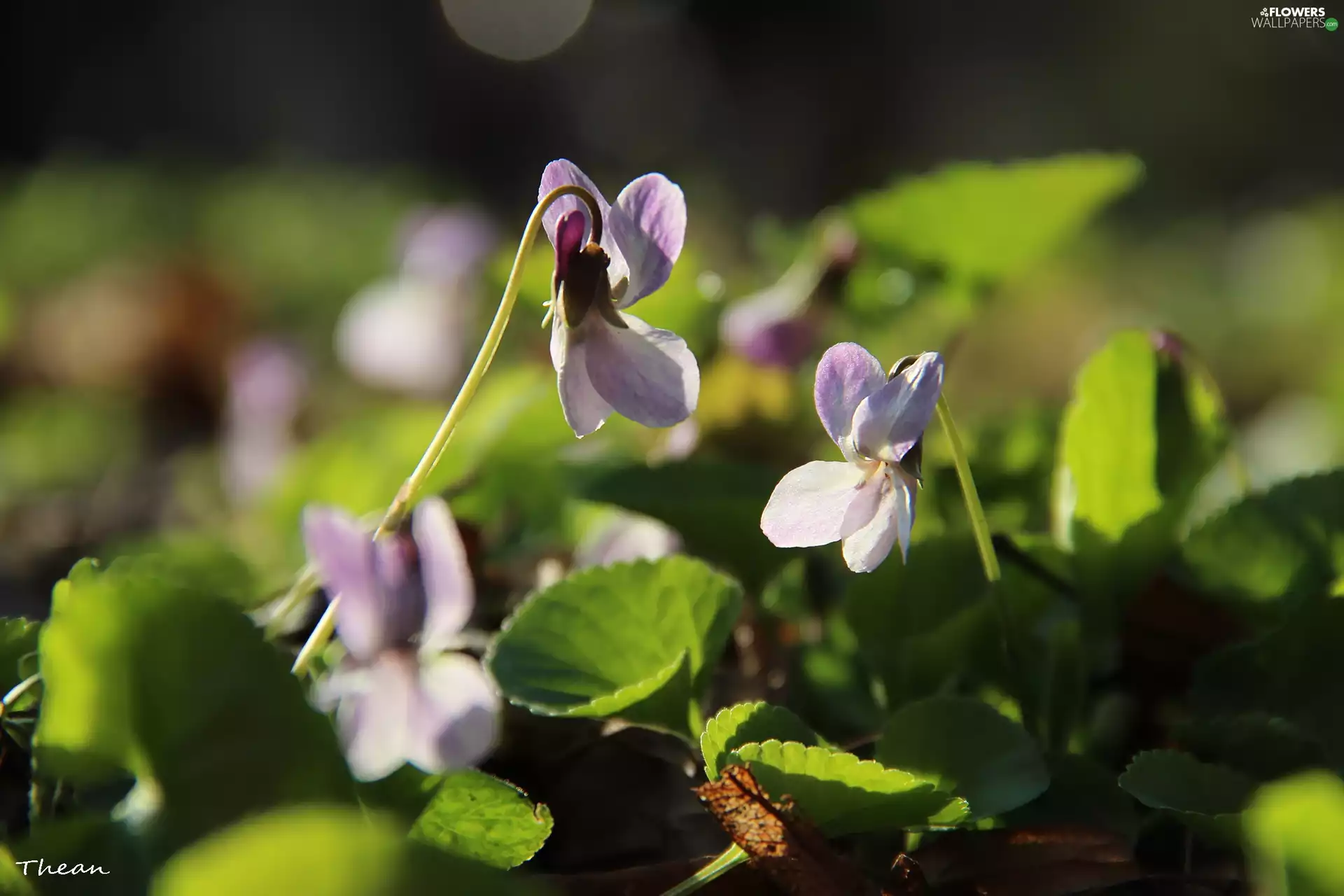 fragrant violets, Flowers