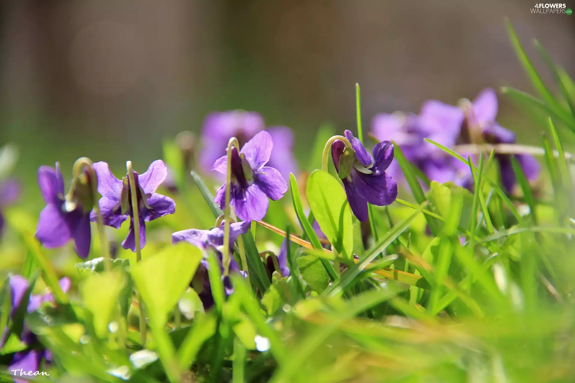 fragrant violets, grass