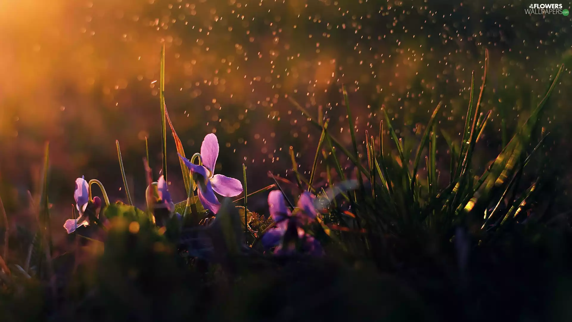 fragrant violets, Rain