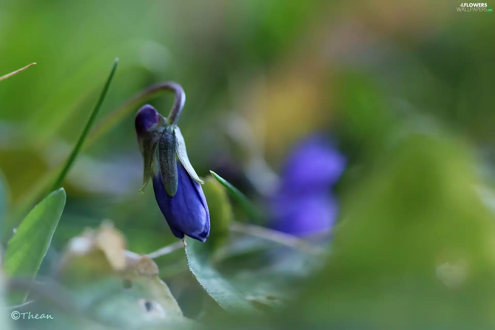 Colourfull Flowers, Spring, Fragrant, bud, violet
