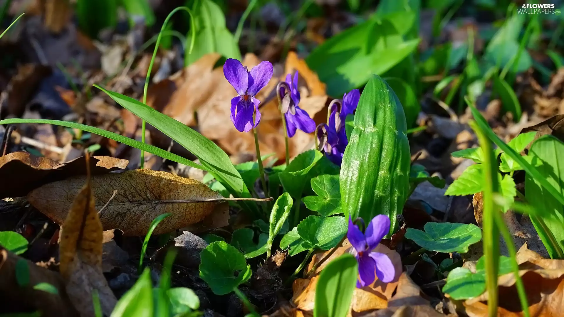 purple, fragrant violets, Leaf, Flowers