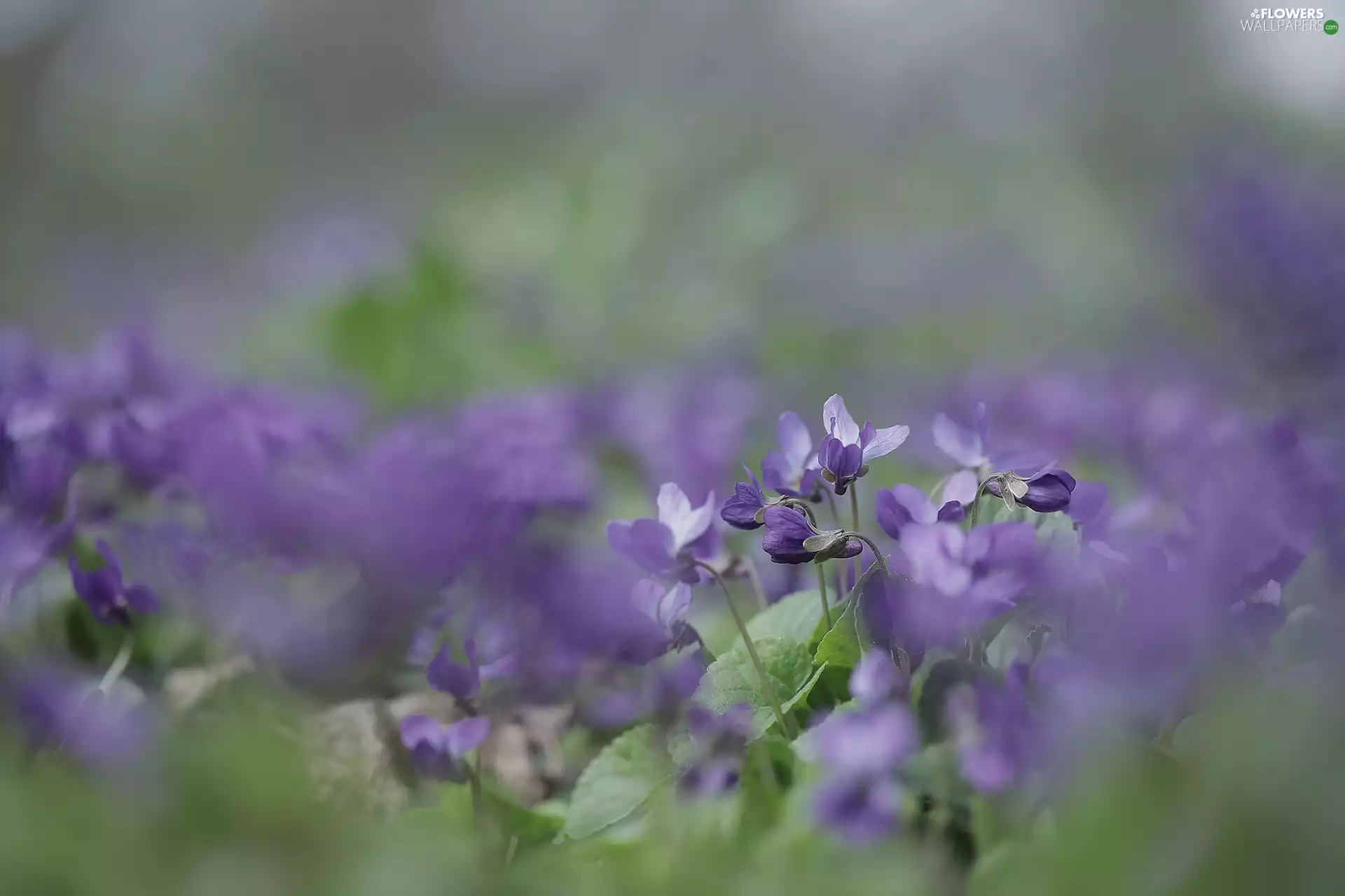 purple, fragrant violets, rapprochement, Flowers