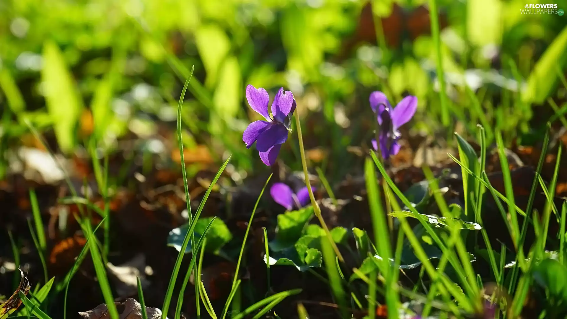 Flowers, fragrant violets, Leaf, purple