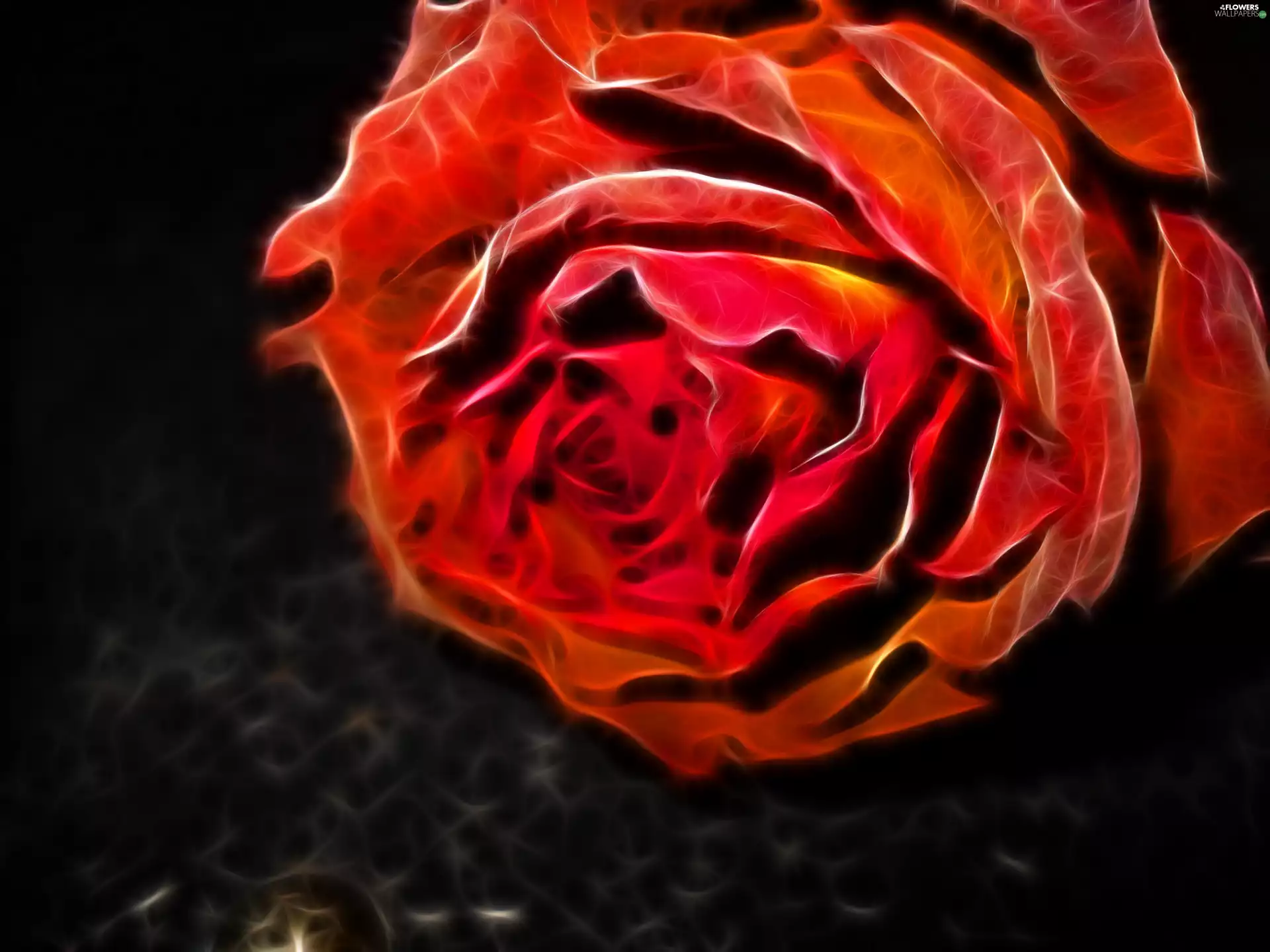 rose, Fraktal