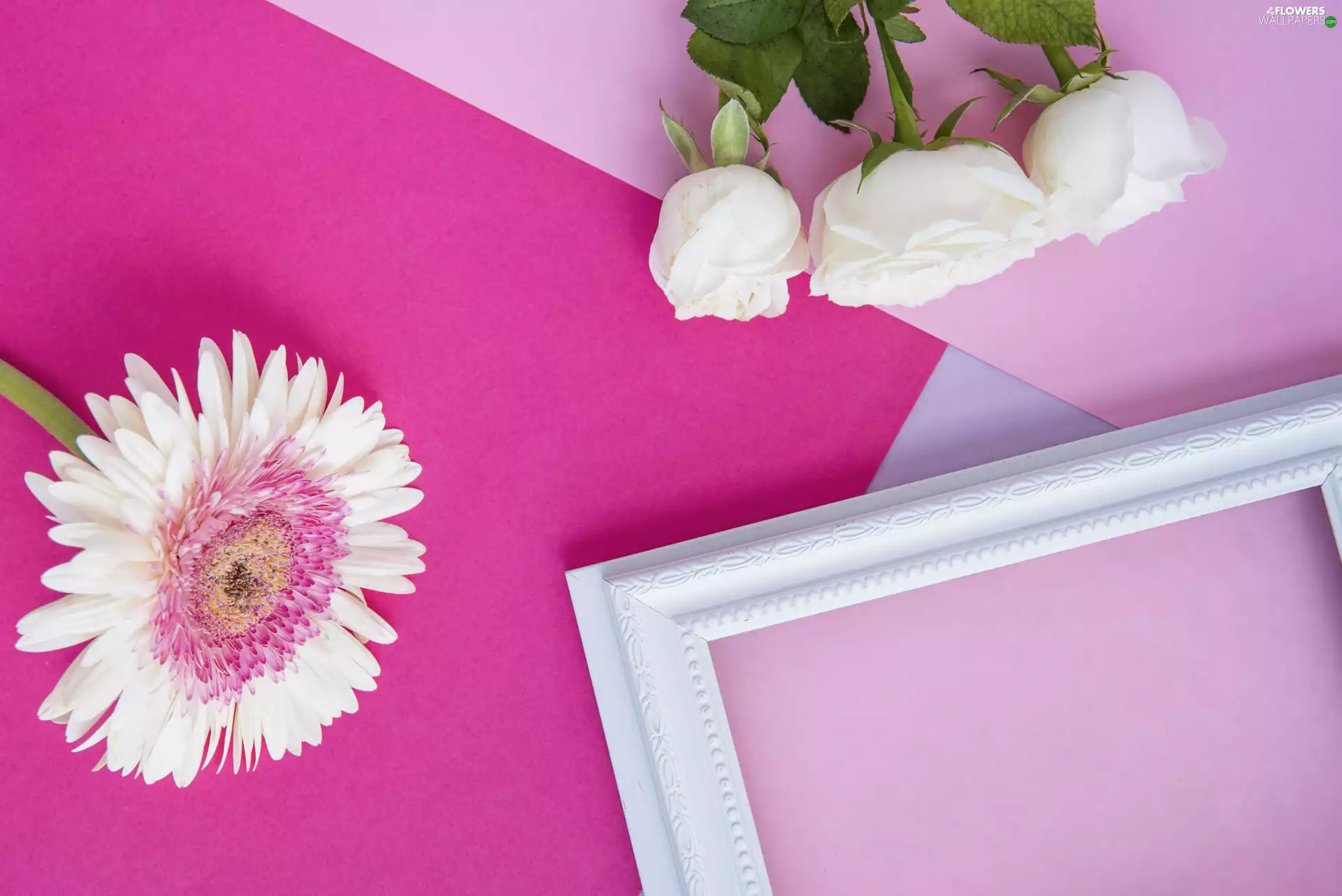 White, frame, roses, Gerbera, Flowers