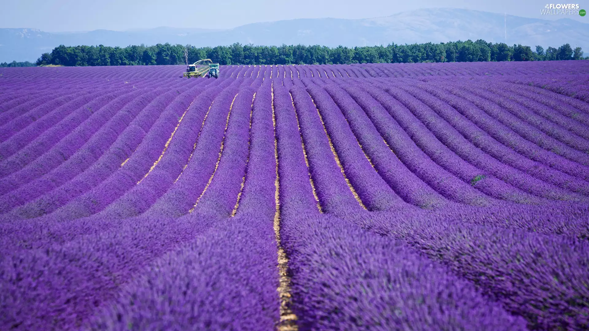 Provence, France, lavender, Valensole, Field
