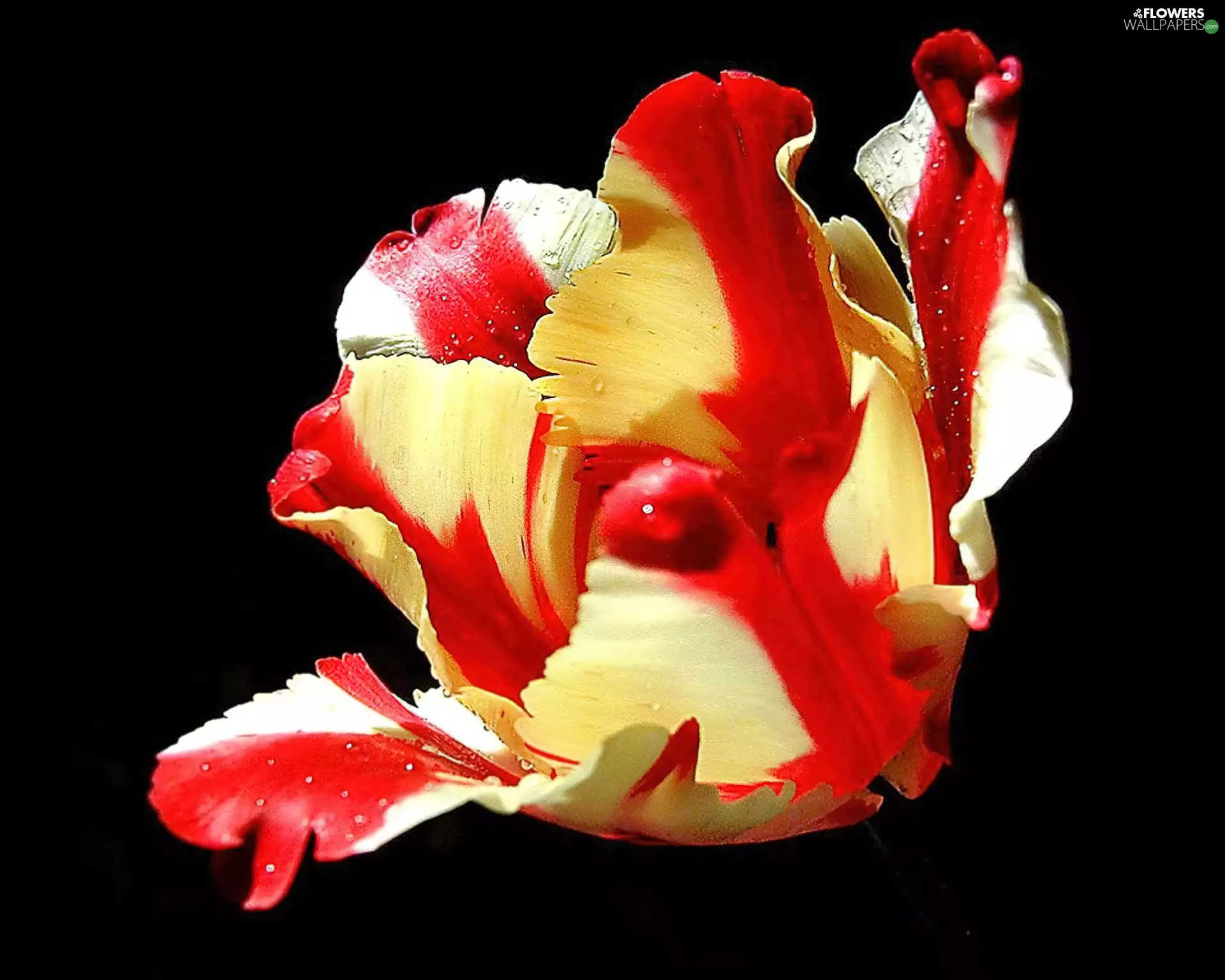 color, frayed, flakes, Colourfull Flowers