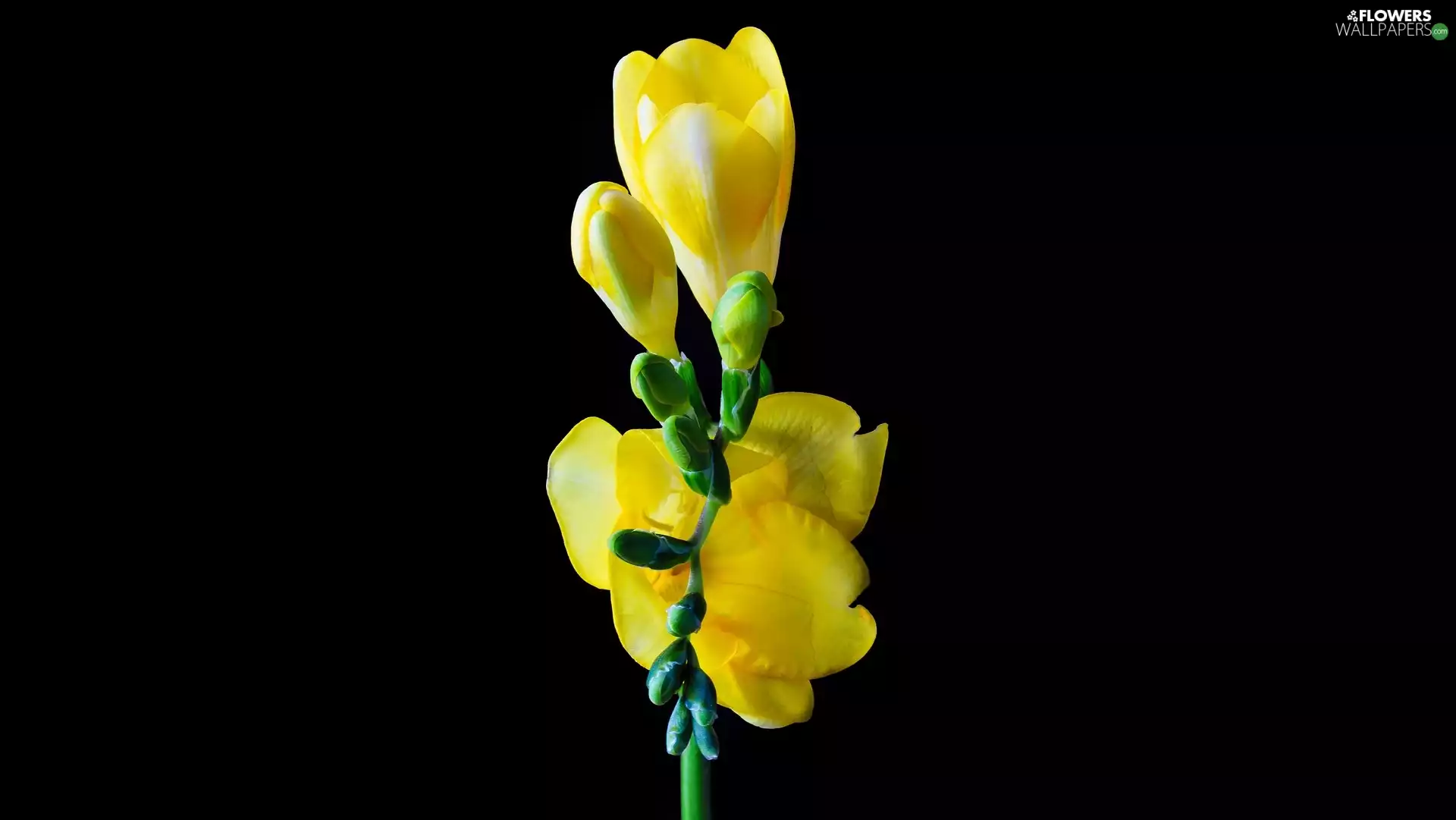 Yellow Honda, Colourfull Flowers, dark, background, Buds, freesia