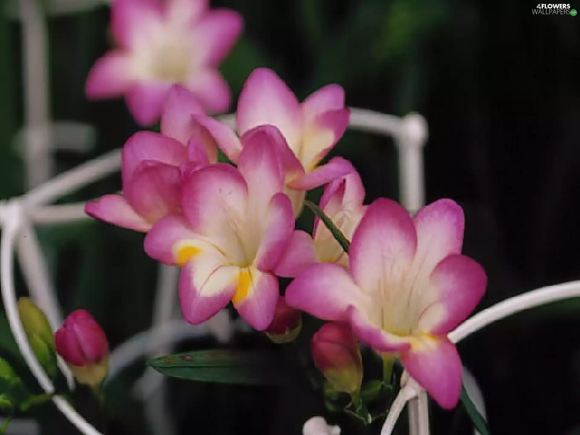 freesia, cherry, White