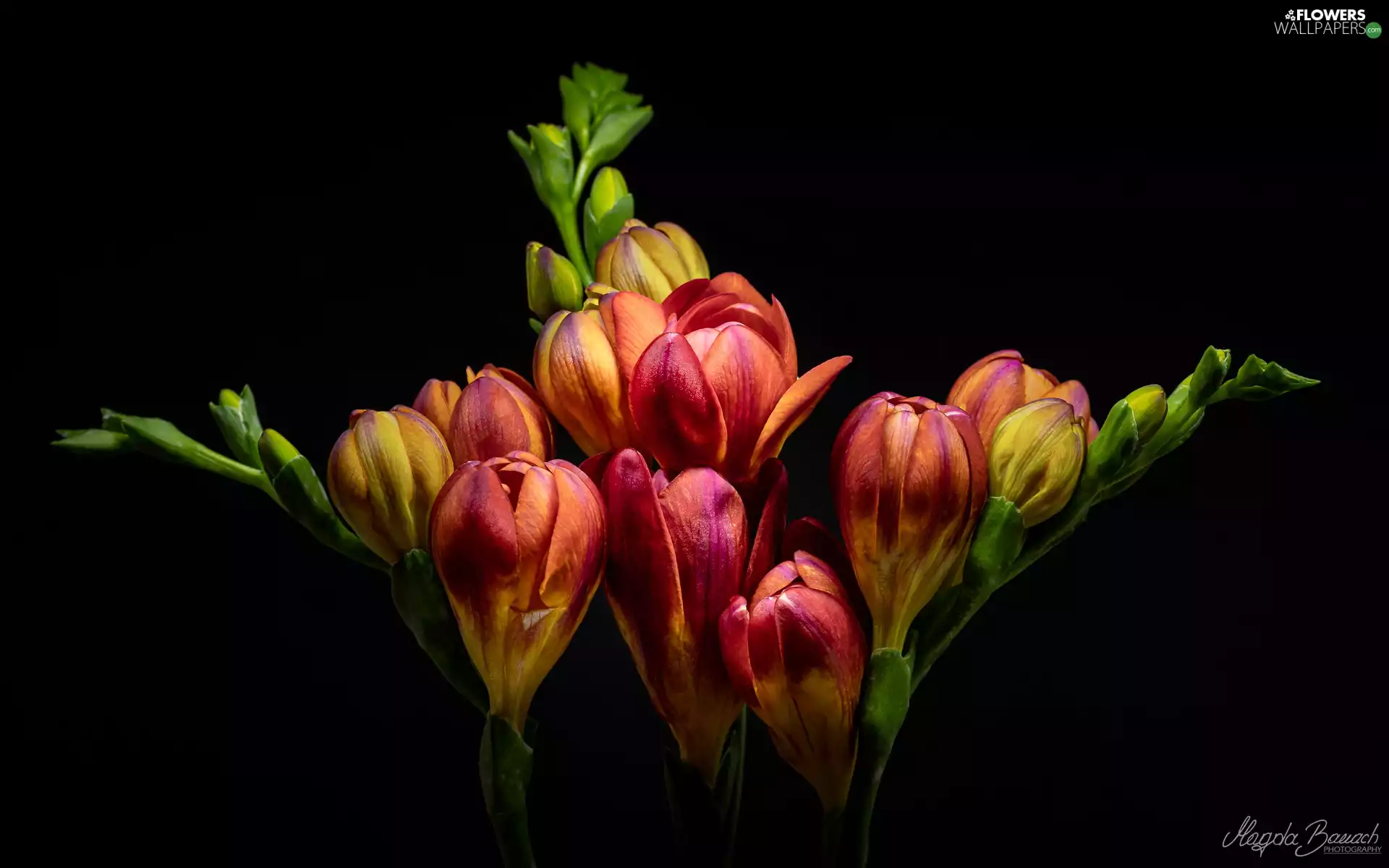 black background, Flowers, Freesias