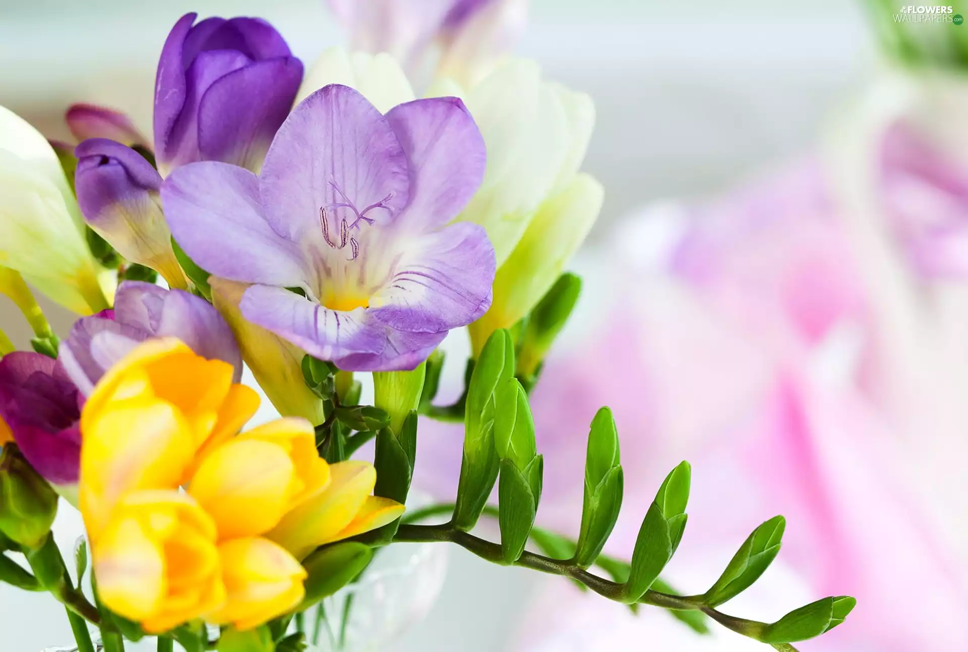 Freesias, Flowers, color