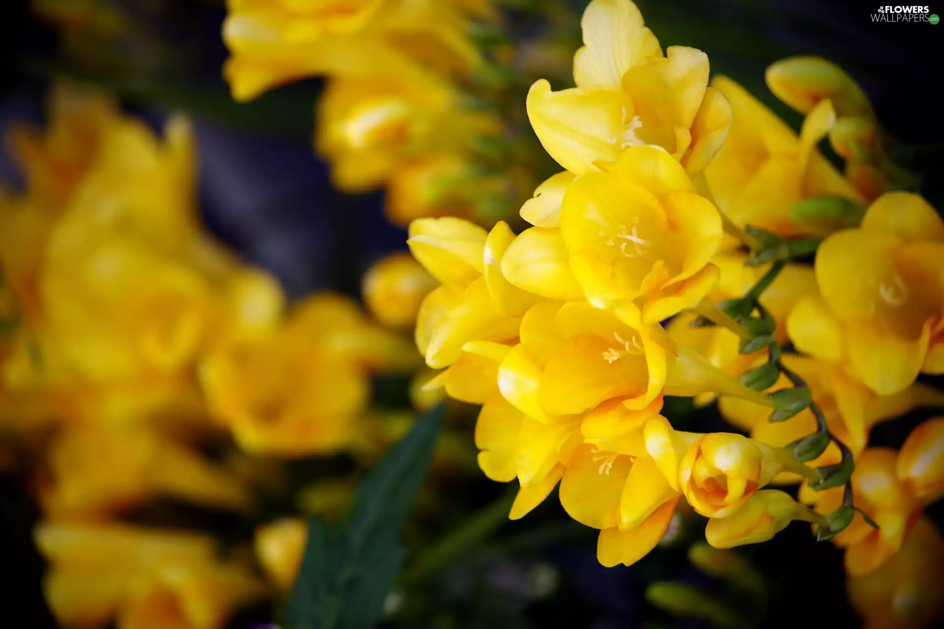 Freesias, Yellow, Flowers