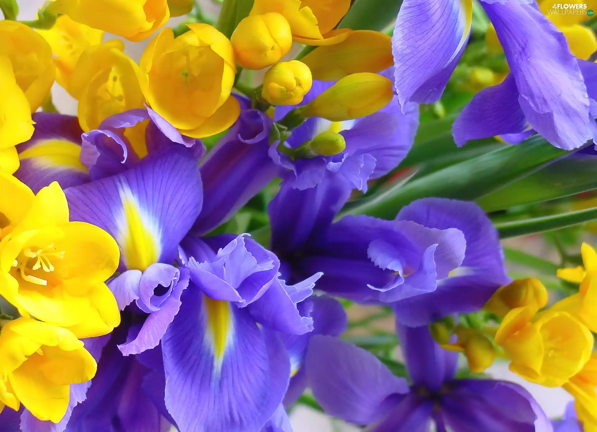 Freesias, Irises