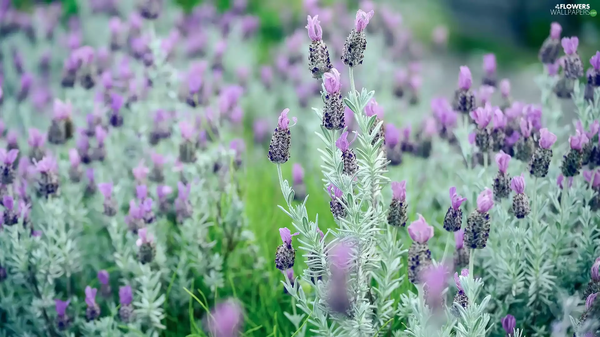 French Lavender, Flowers
