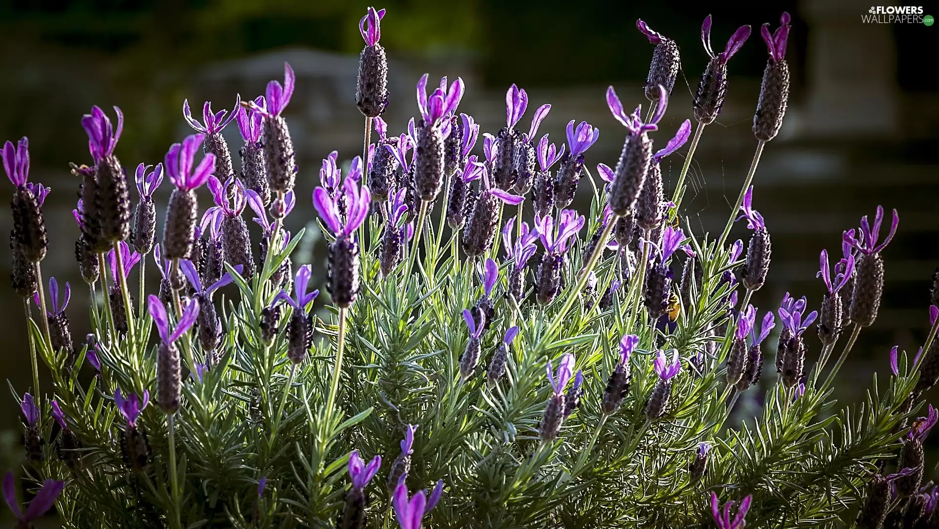French Lavender