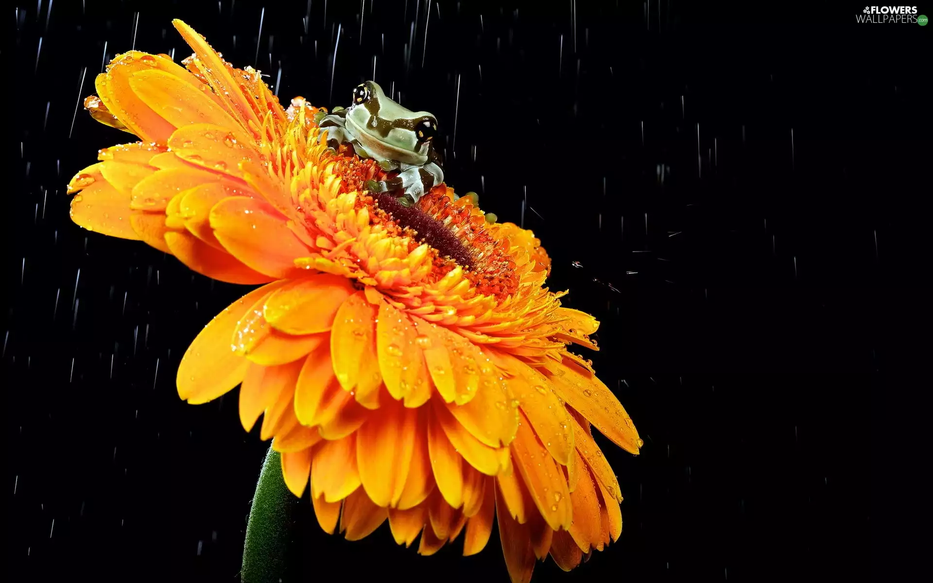 frog, Colourfull Flowers