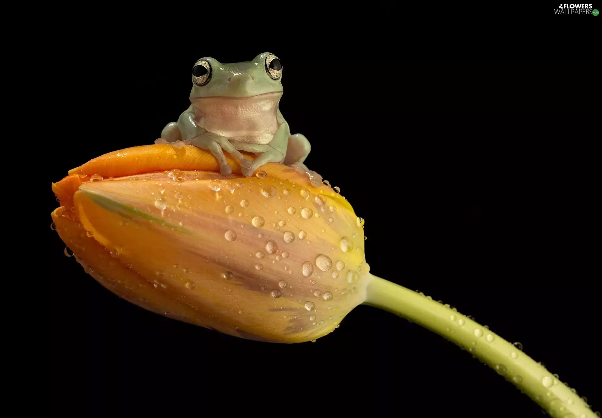 Green, frog, tulip, strange frog