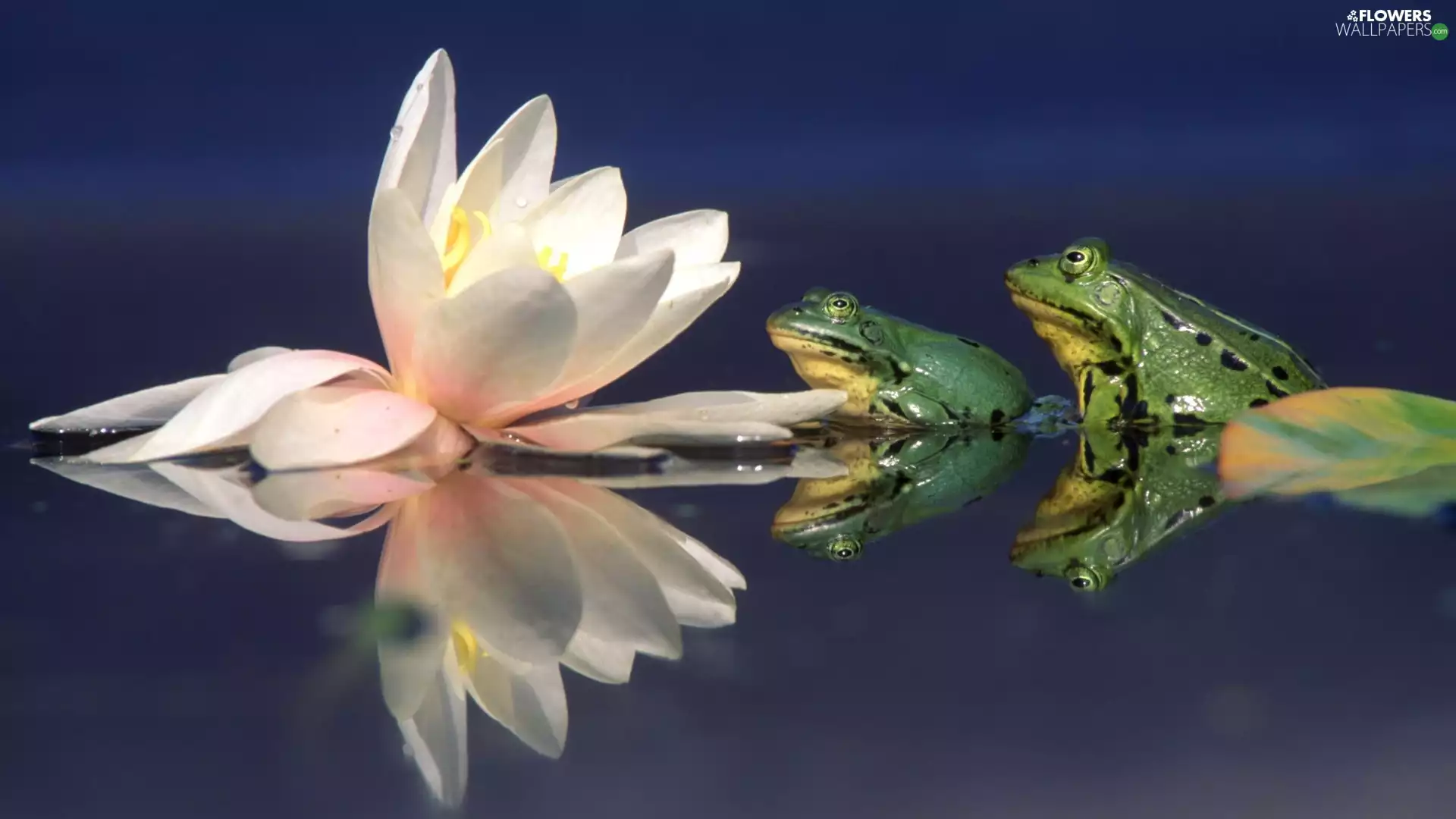Frogs, Lily, water