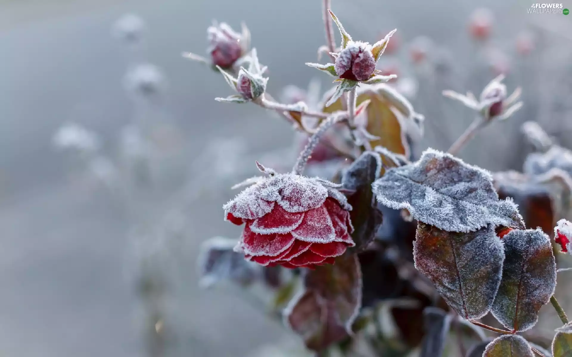 frosted, rose