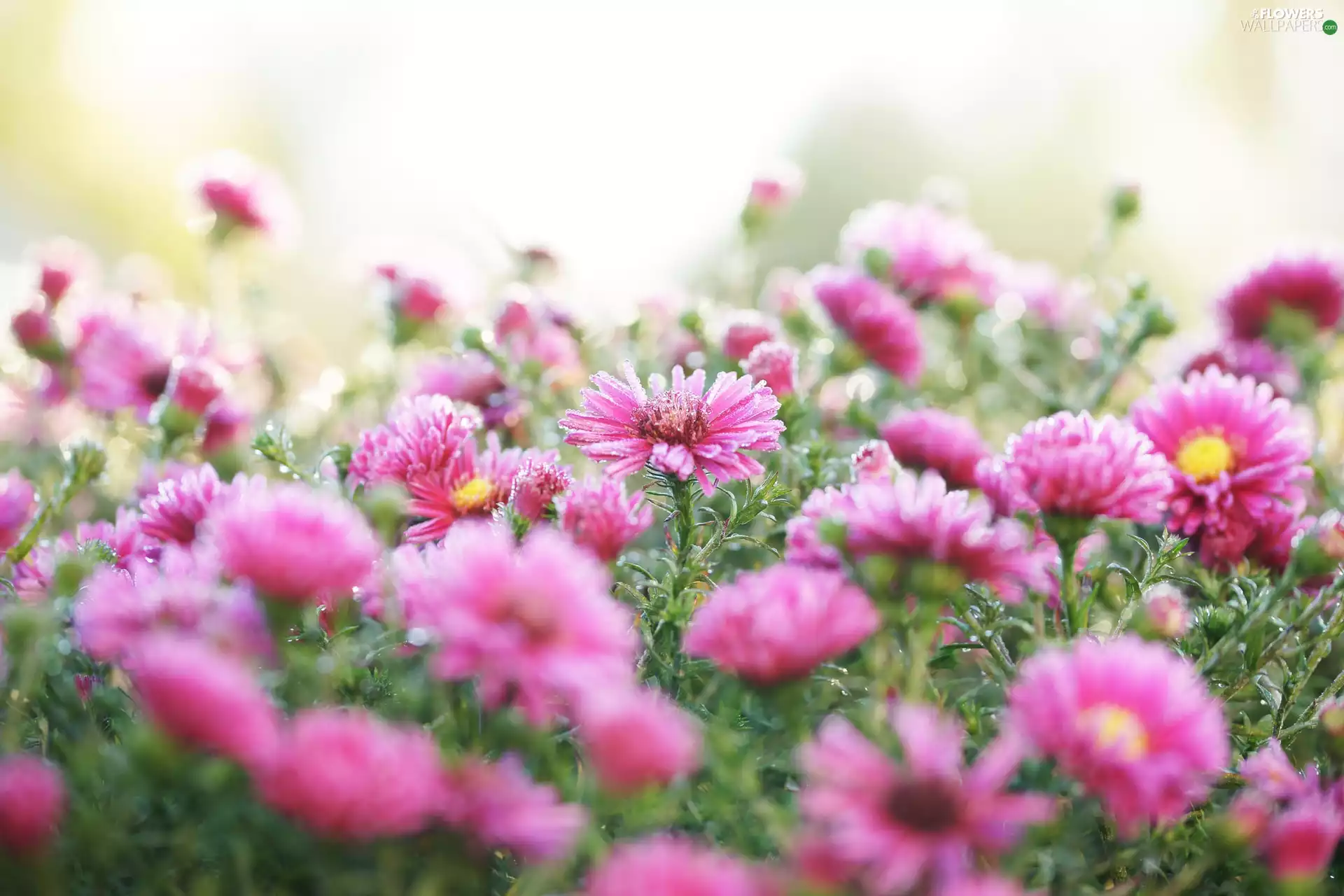 frosty, Flowers, Aster
