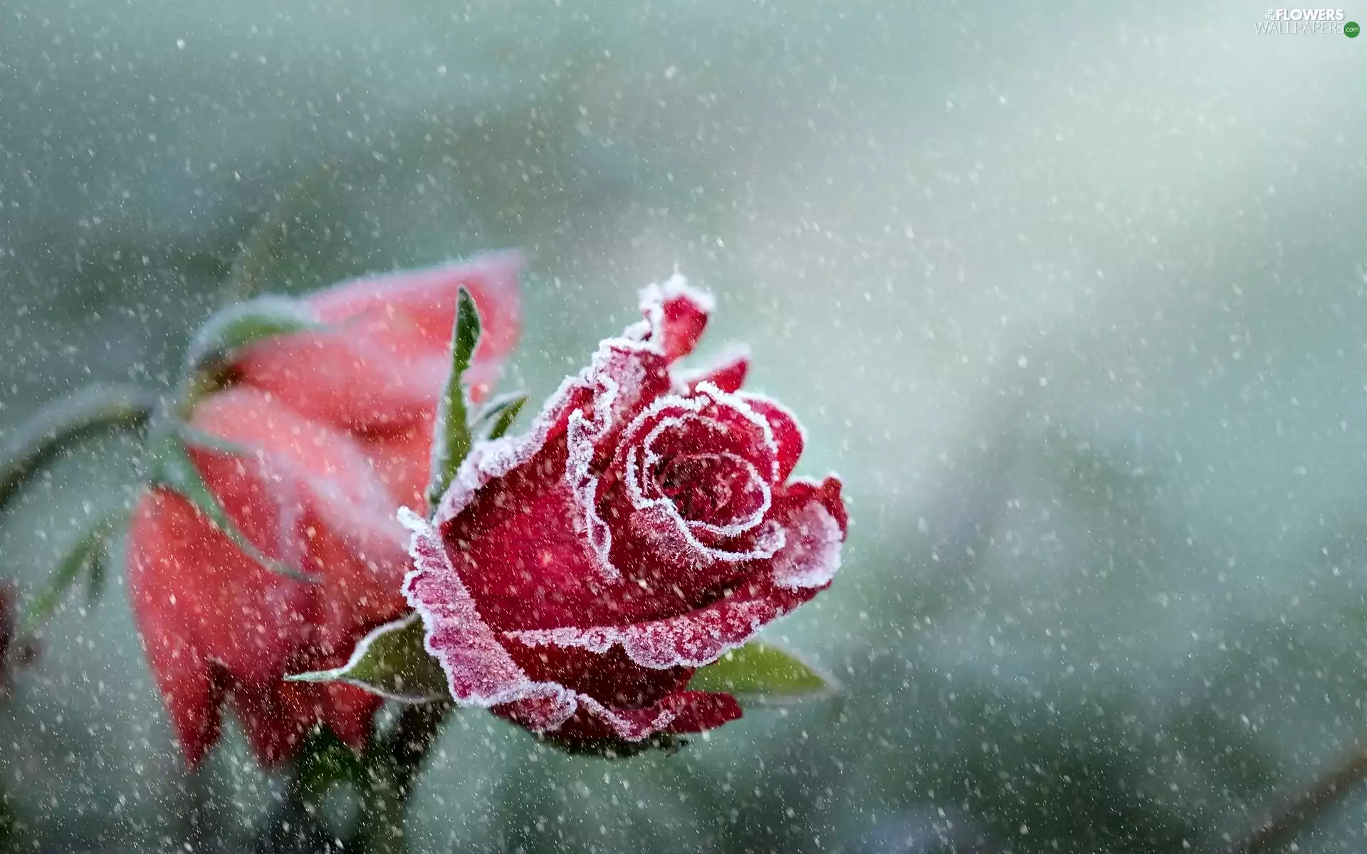 frosty, roses
