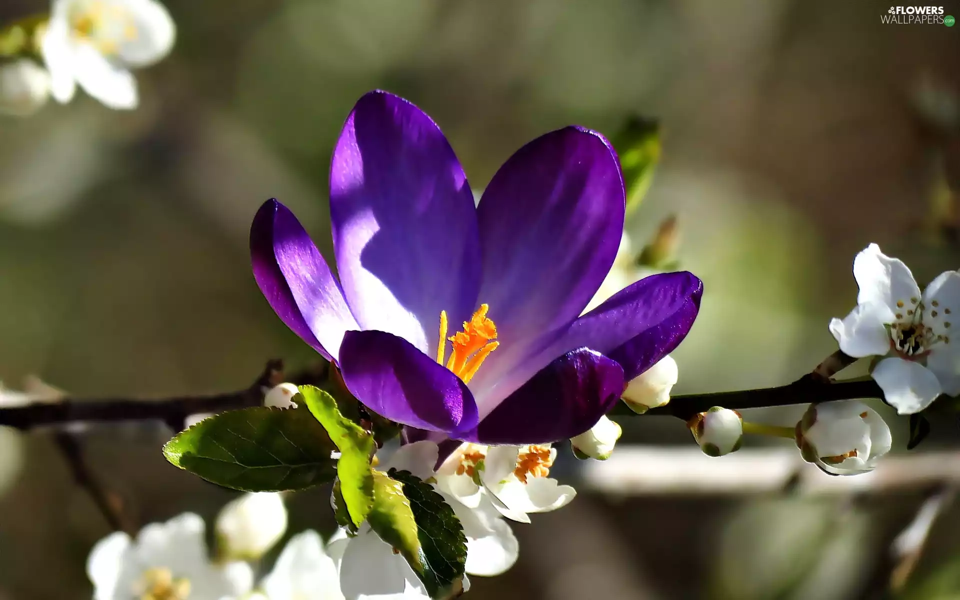 twig, Flowers, viewes, fruit, trees, crocus