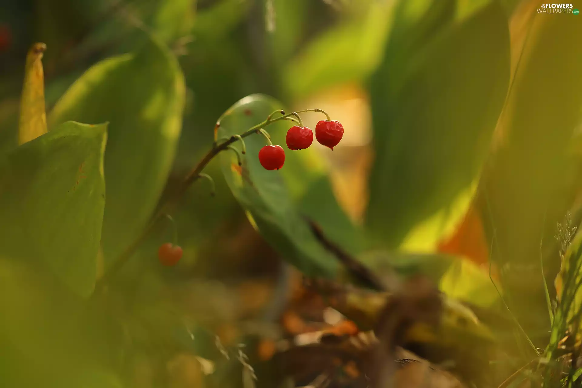 Fruits, lilies, Red