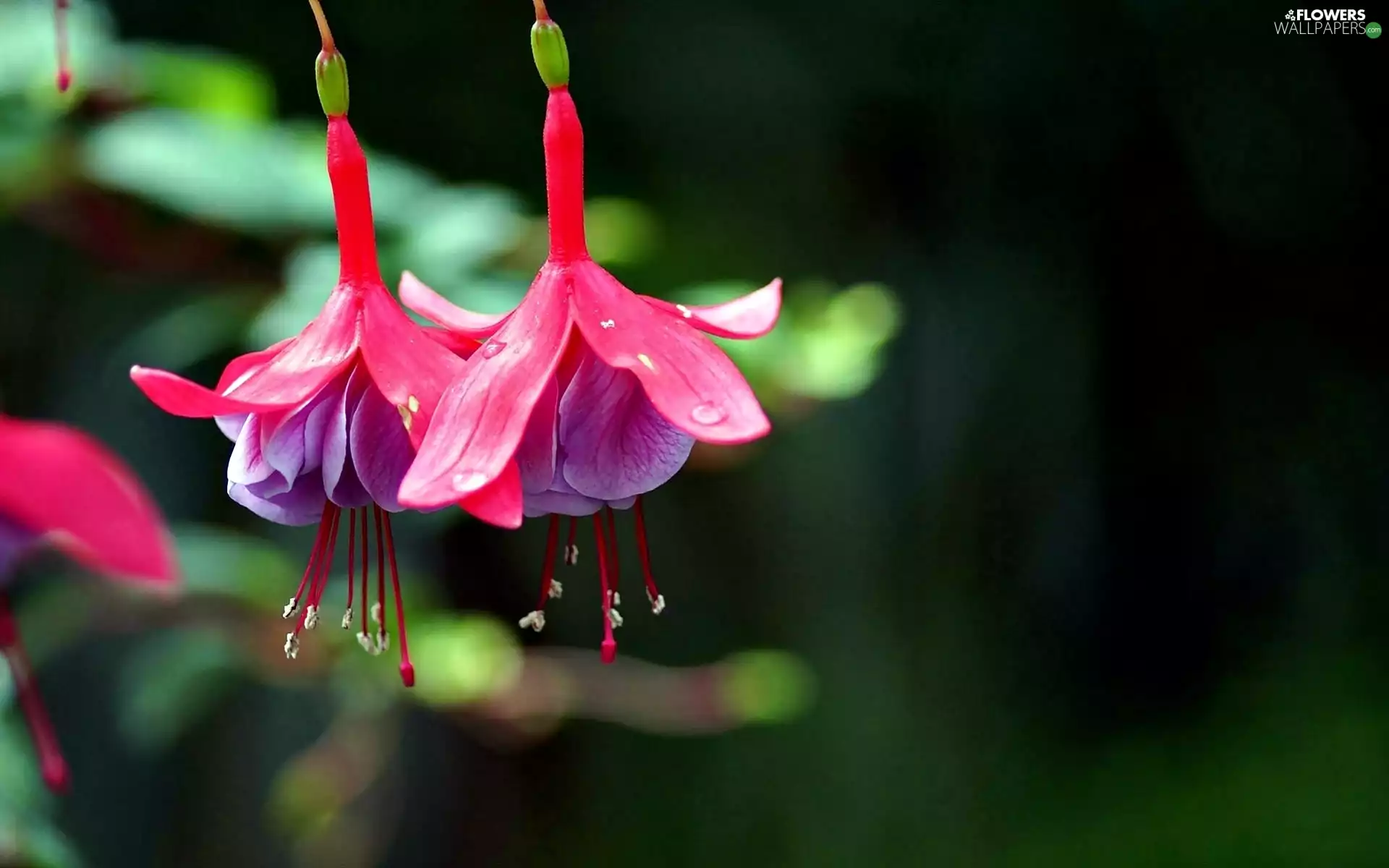 fuchsia, blur