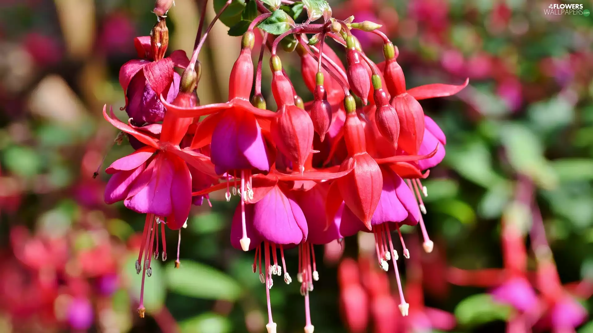 Buds, Colourfull Flowers, fuchsia