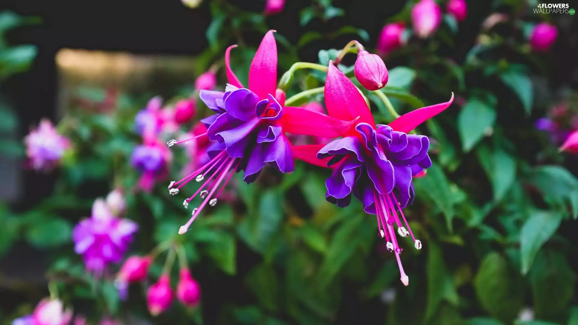 fuchsia, Garden