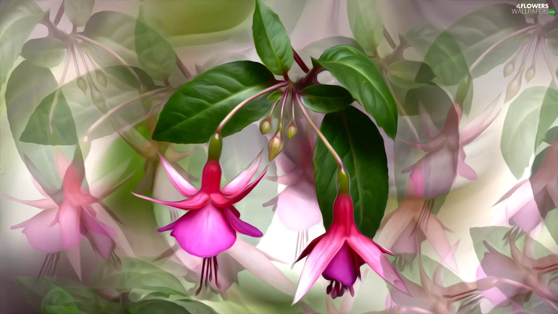 graphics, Colourfull Flowers, fuchsia