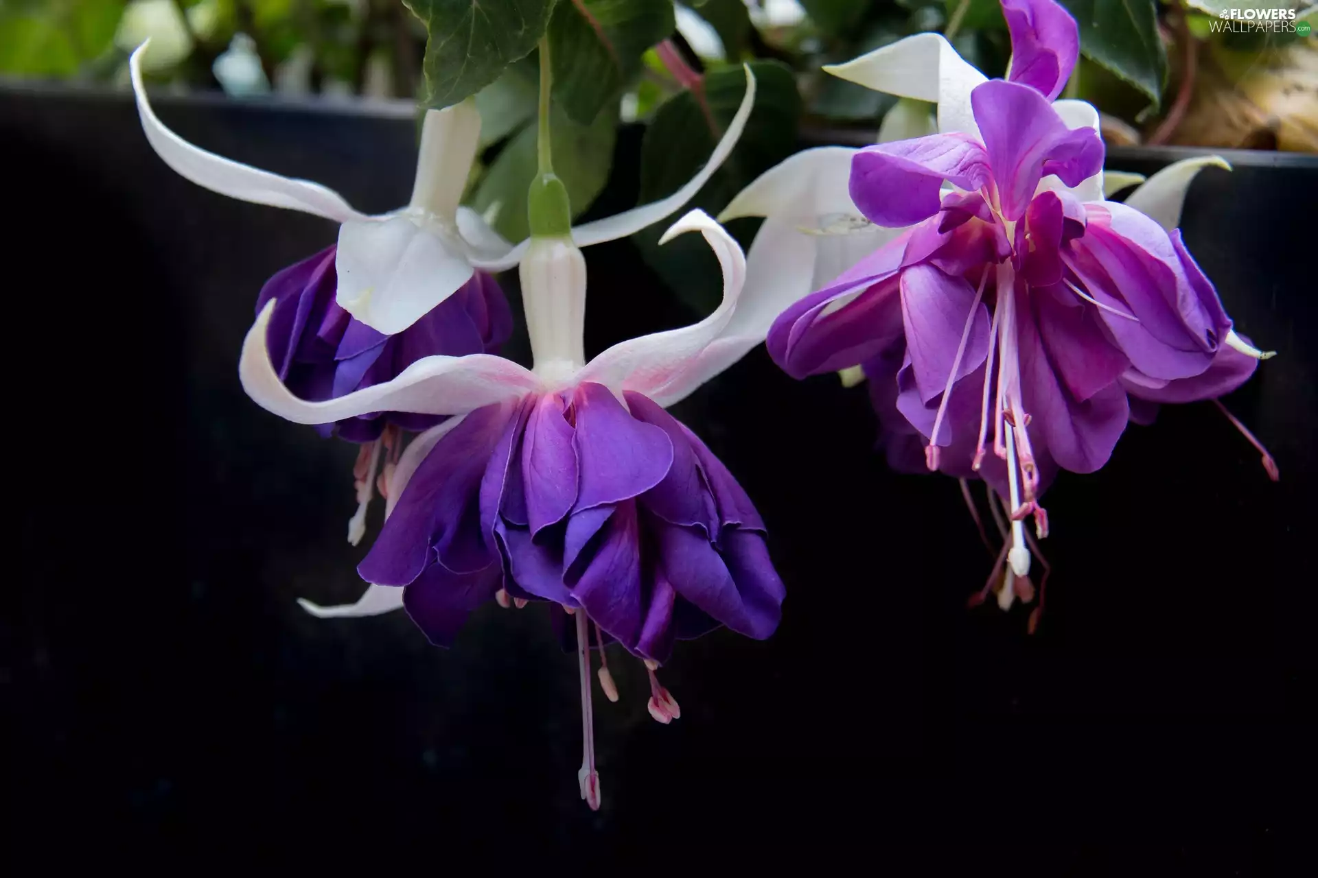 Fuchsia, Flowers, purple