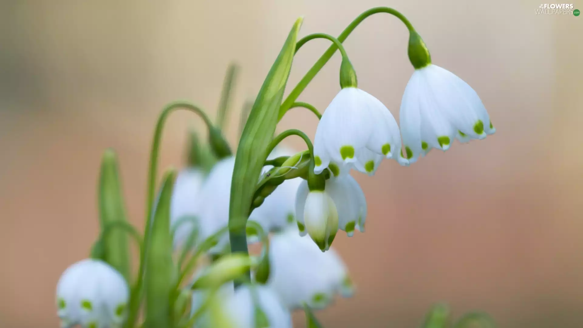 background, Spring Snowflakes, fuzzy