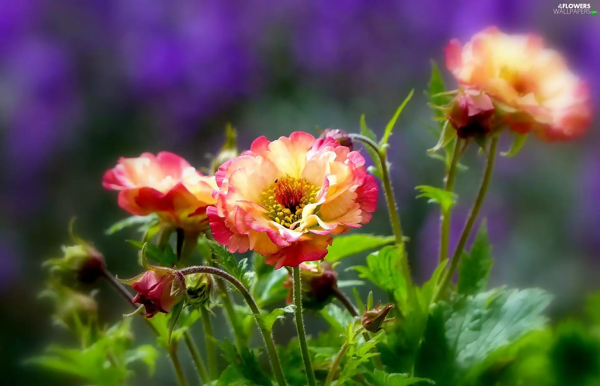 Flowers, fuzzy, background, Lady Stratheden