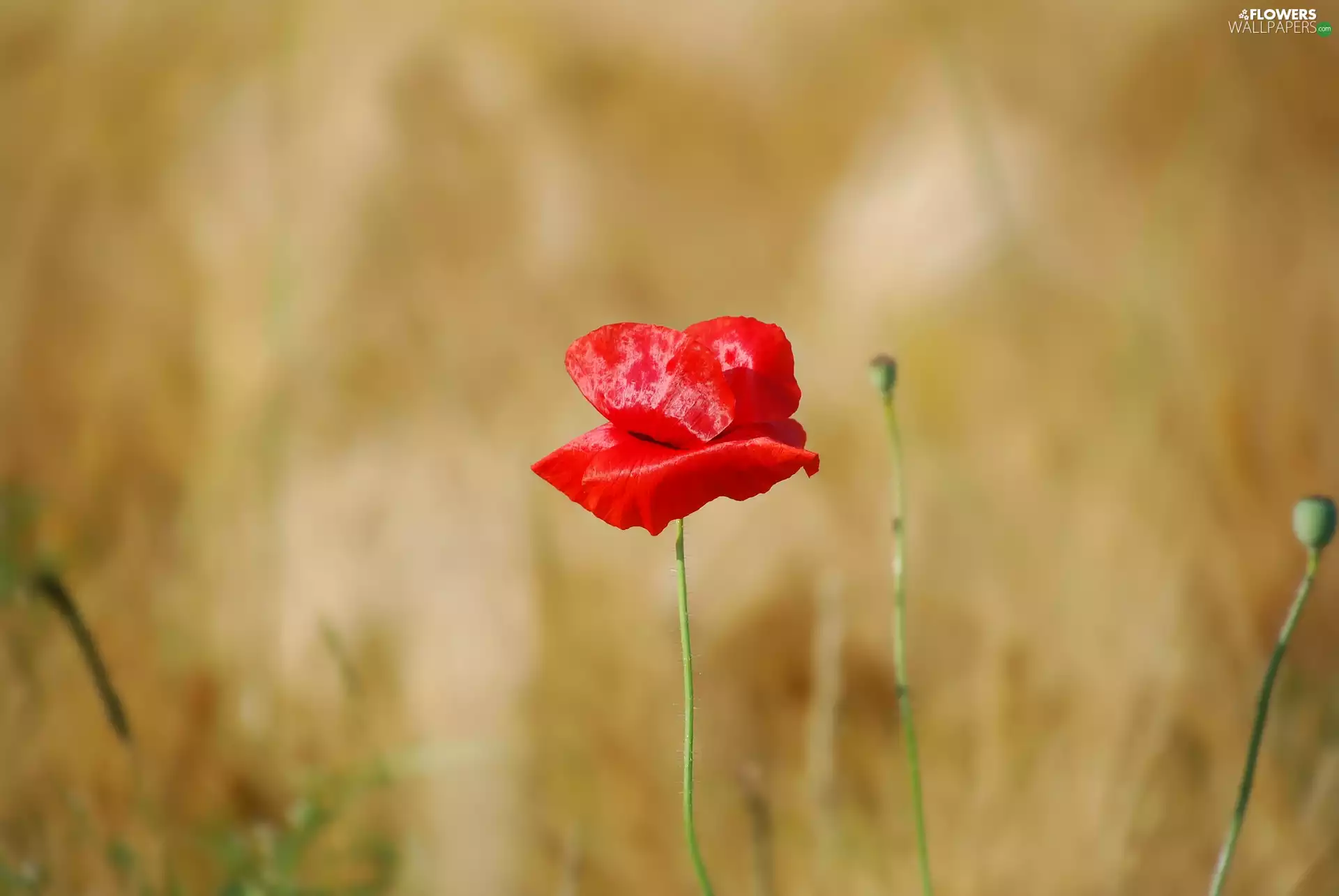 Red, fuzzy, background, red weed
