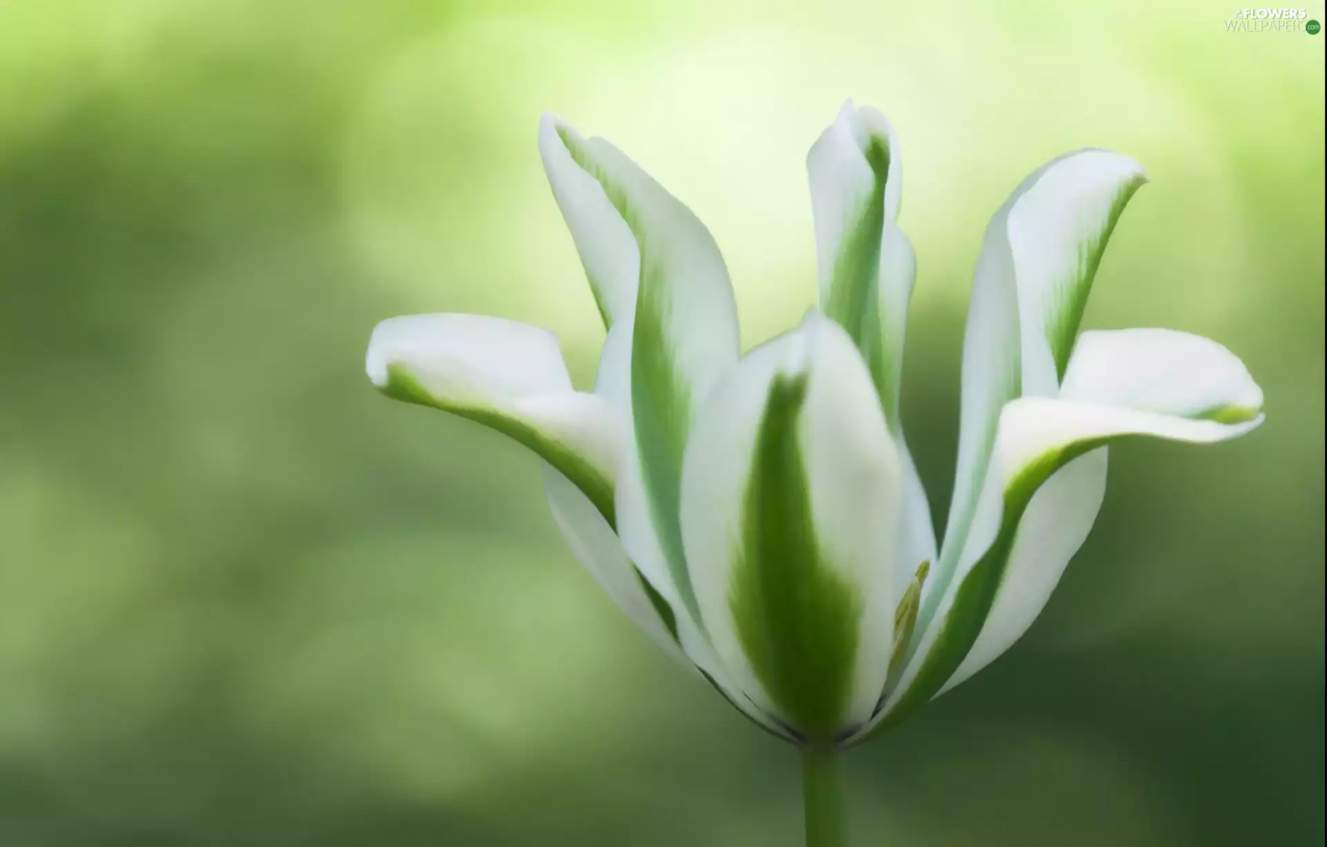 background, fuzzy, white, Green, tulip