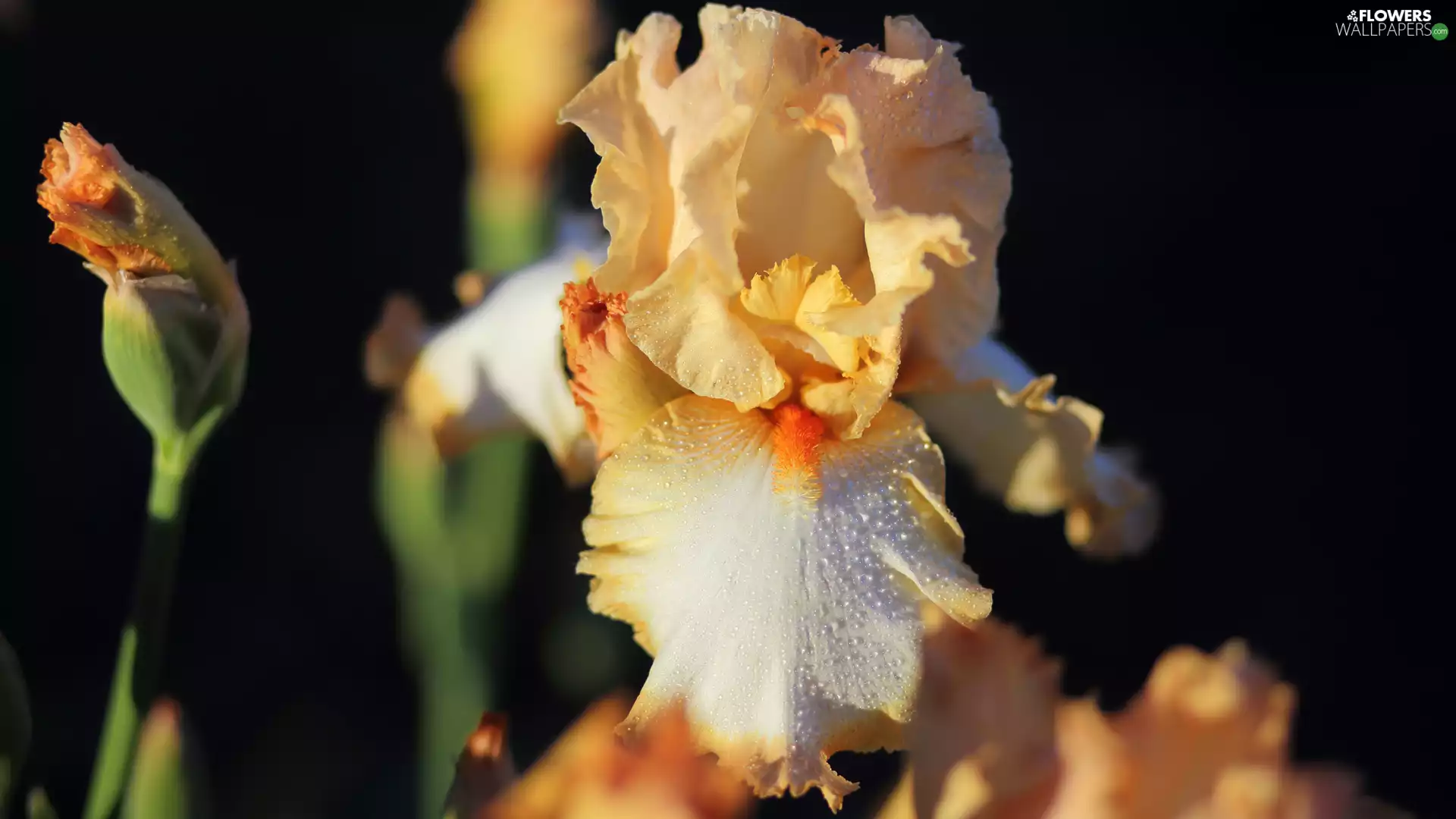 Colourfull Flowers, Yellow, fuzzy, background, bud, iris