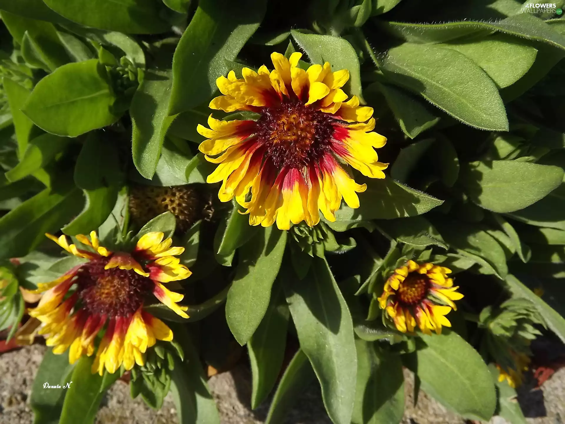 gaillardia aristata