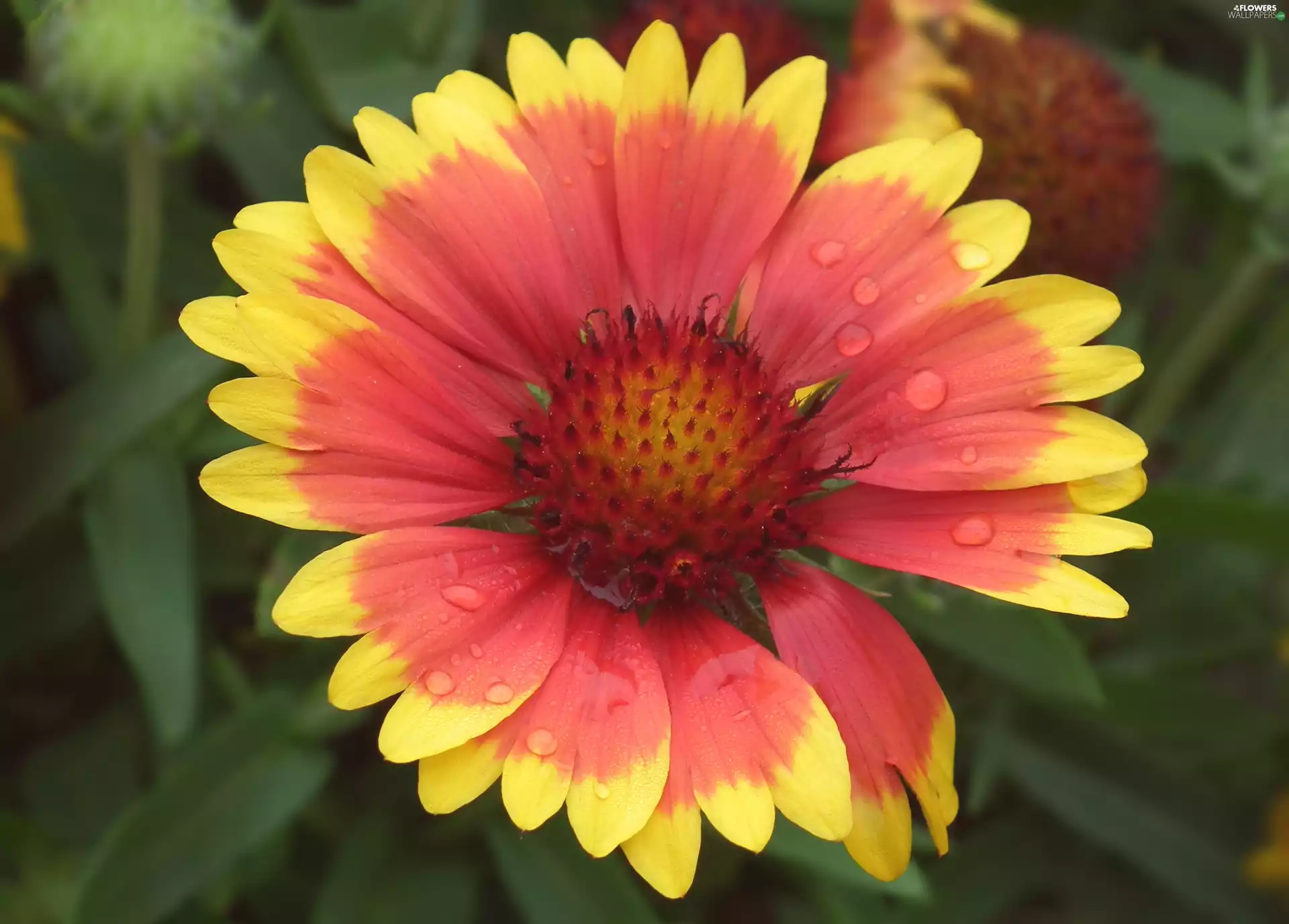 nature, Gaillardia, Bristlecone, Colourfull Flowers