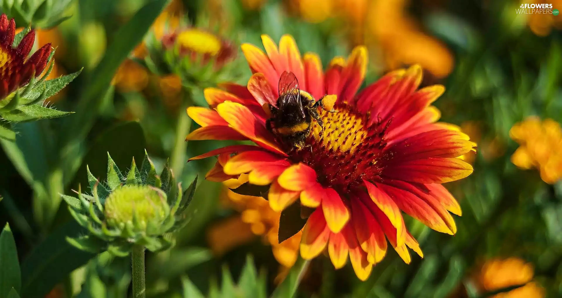dumbledor, Colourfull Flowers, gaillardia aristata, color