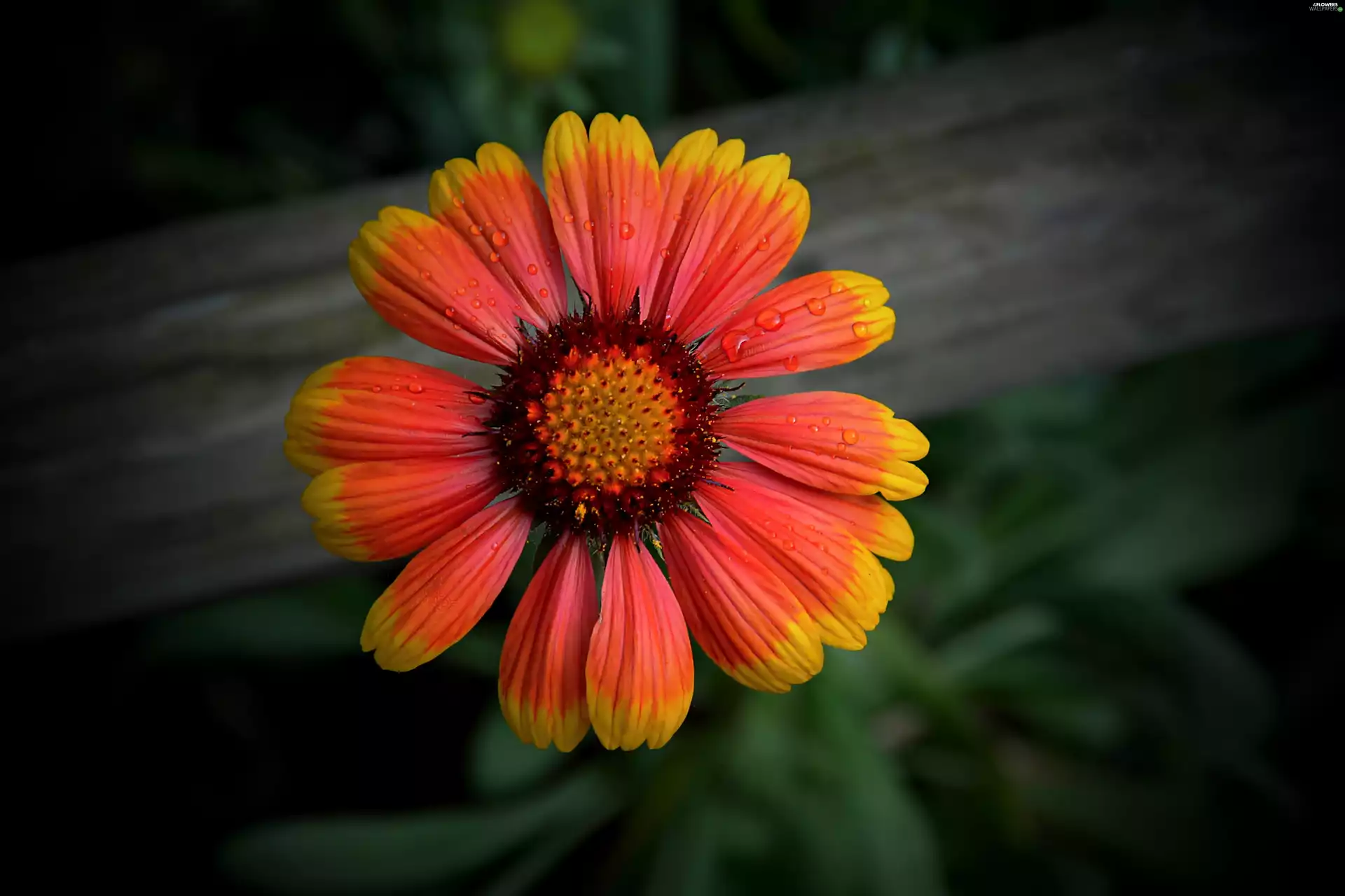 gaillardia aristata, drops