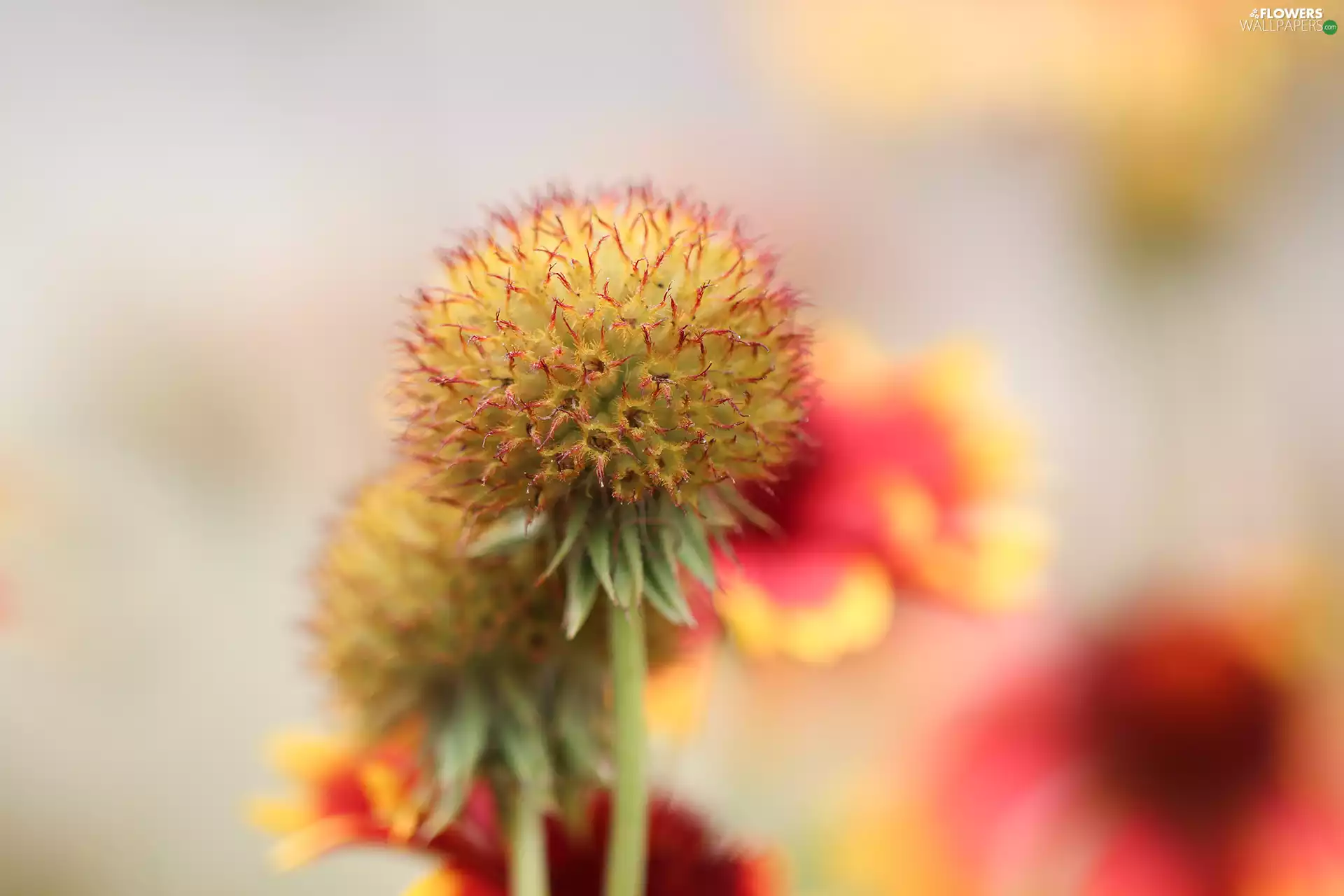 gaillardia aristata, Flowers