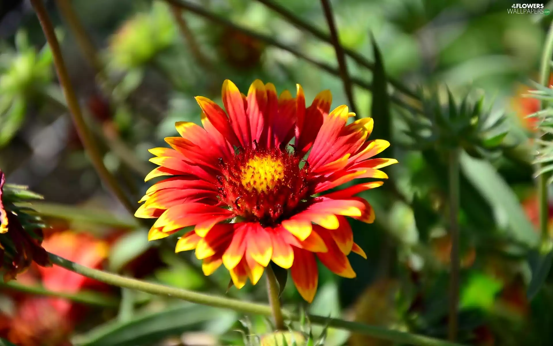 Little Egret, Flowers, Gaillardia