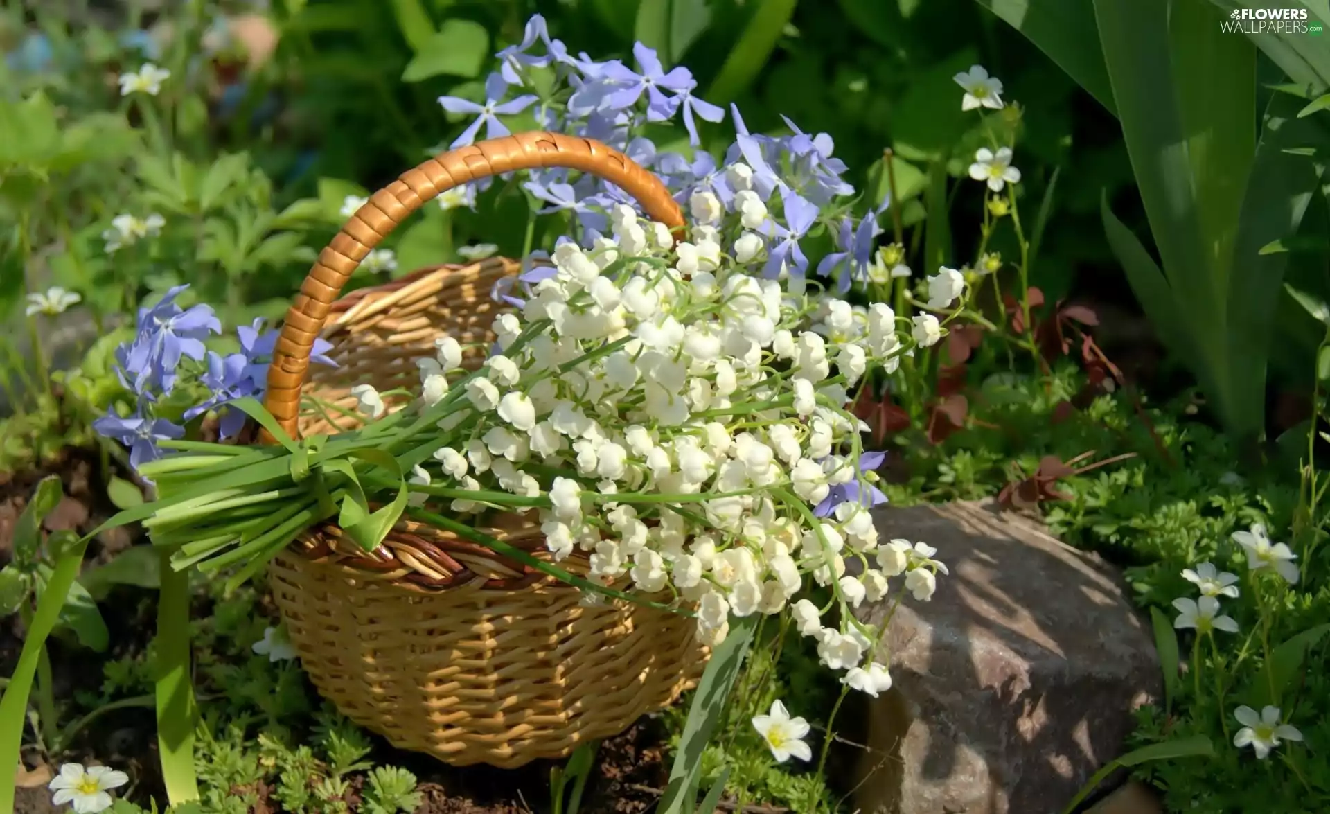 Garden, lilies, basket