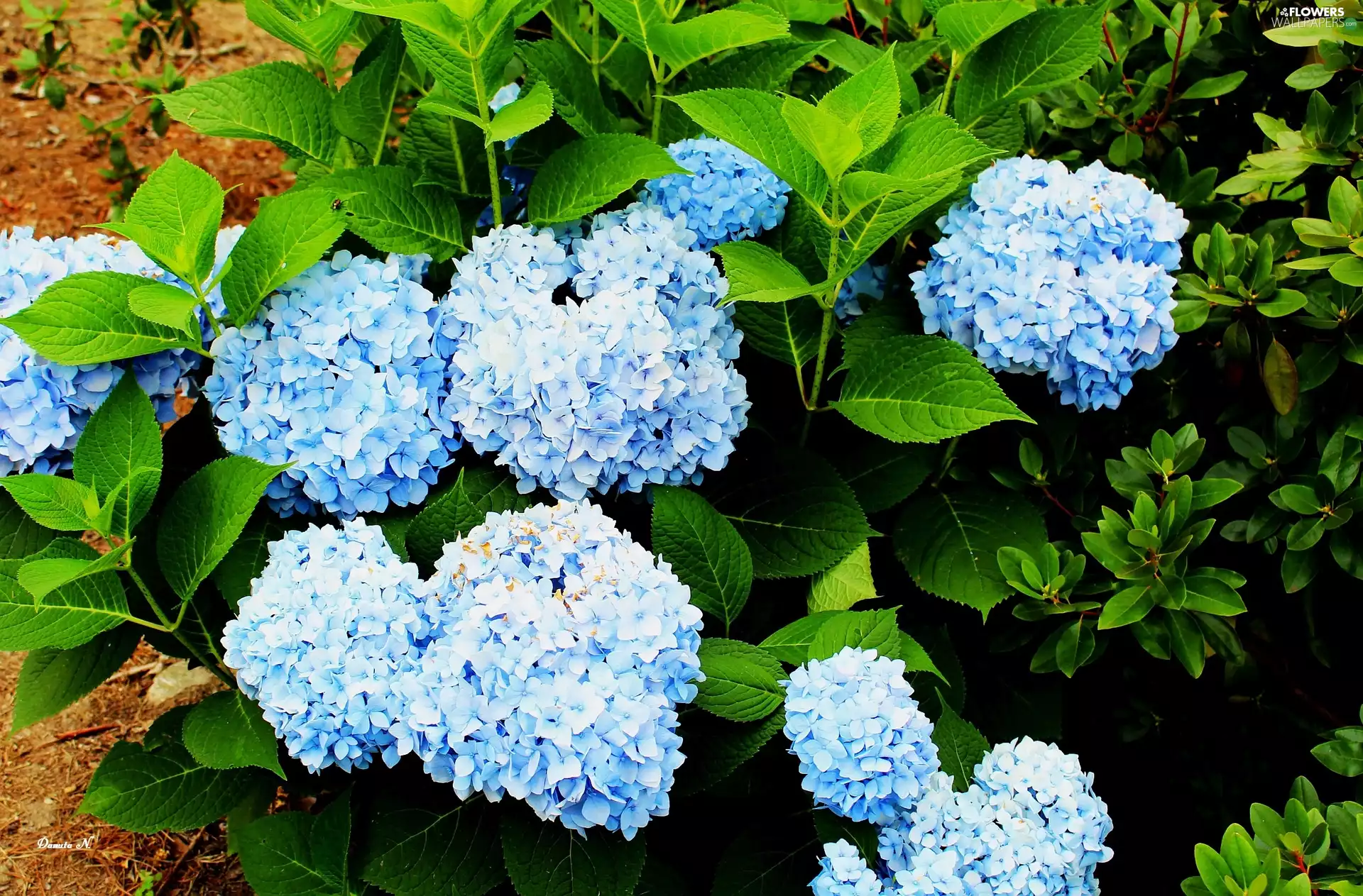 summer, Garden, Blue, Leaf, hydrangea